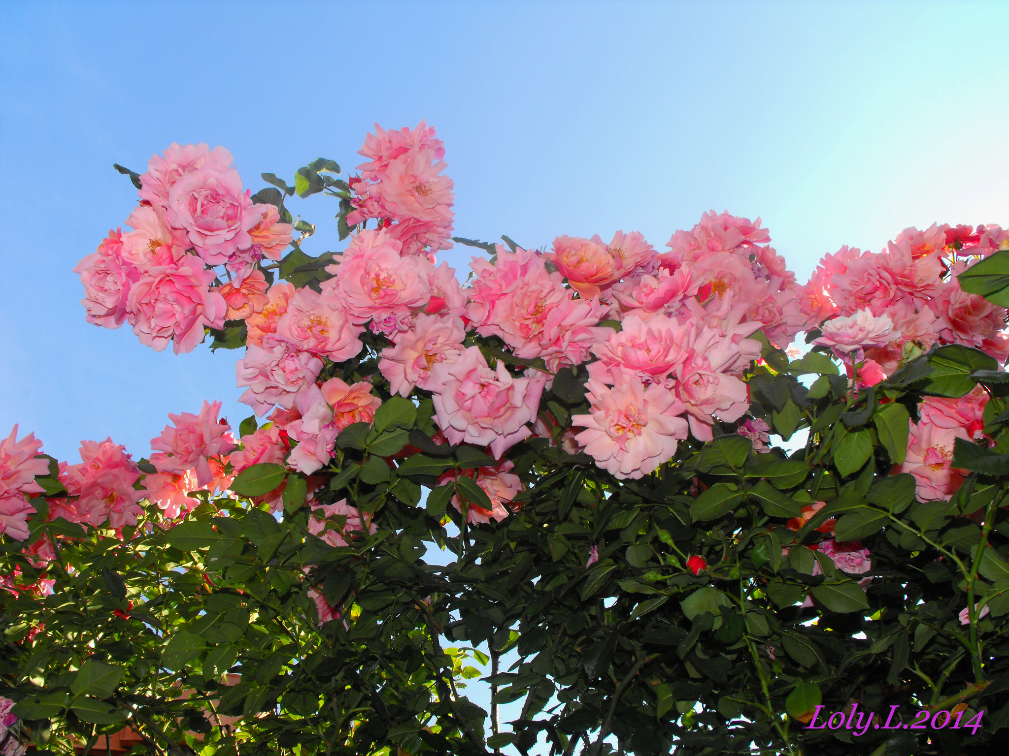 Fujifilm FinePix S1000fd sample photo. Pink rose photography