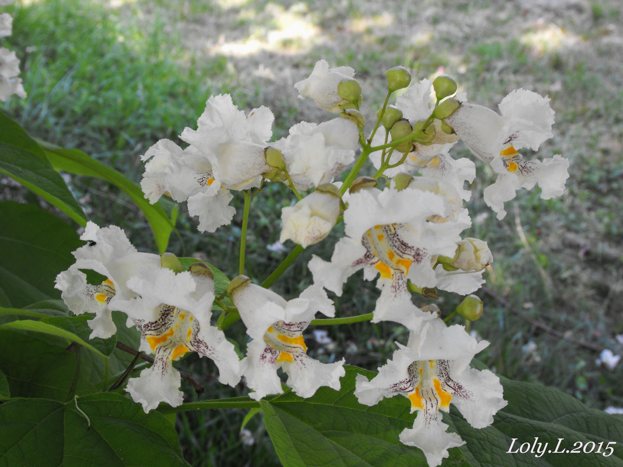 Fujifilm FinePix S1000fd sample photo. Catalpa photography