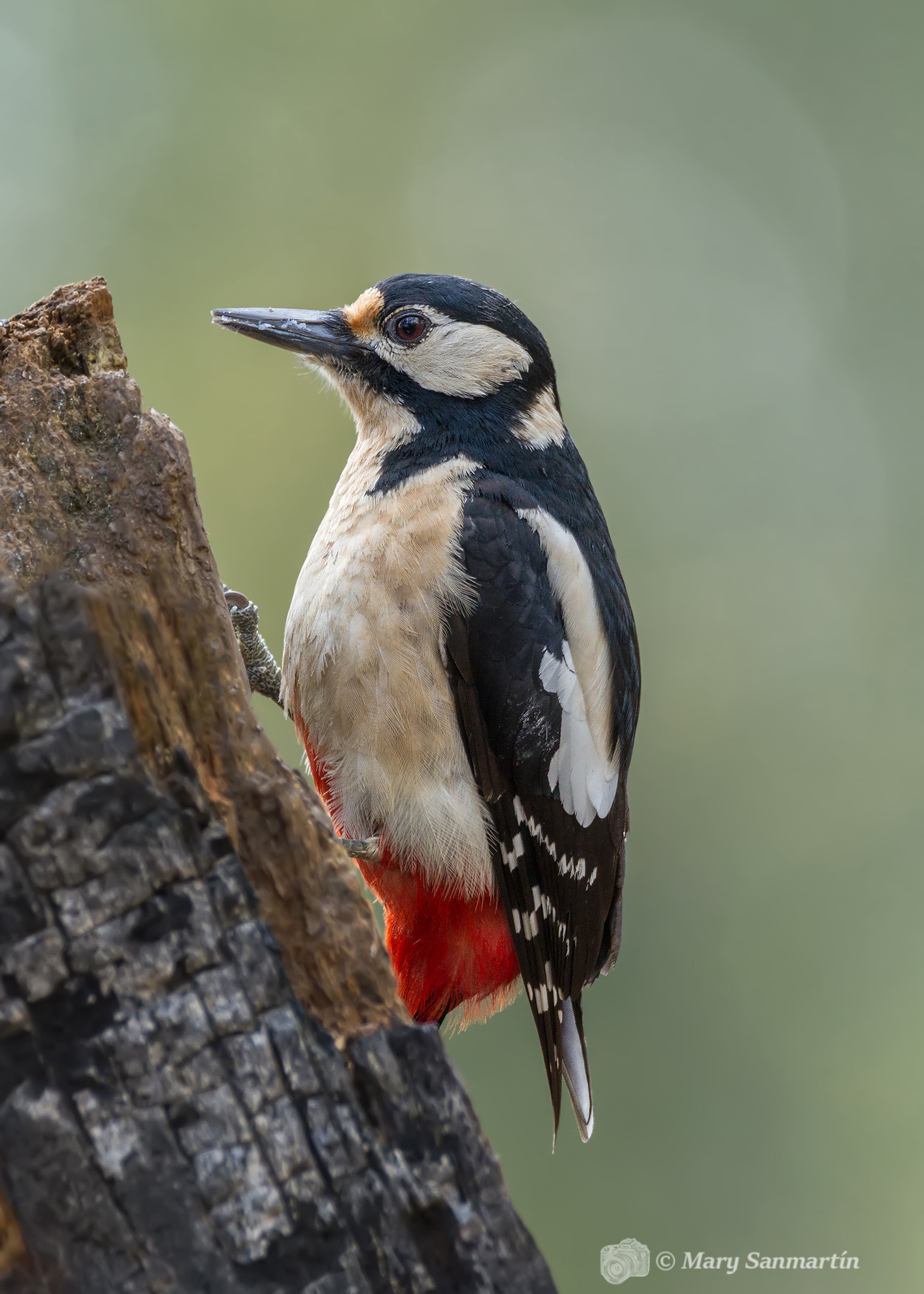 150-600mm F5-6.3 DG OS HSM | Contemporary 015 sample photo. Pico picapinos photography