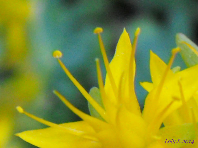 Fujifilm FinePix S1000fd sample photo. Yellow flower photography