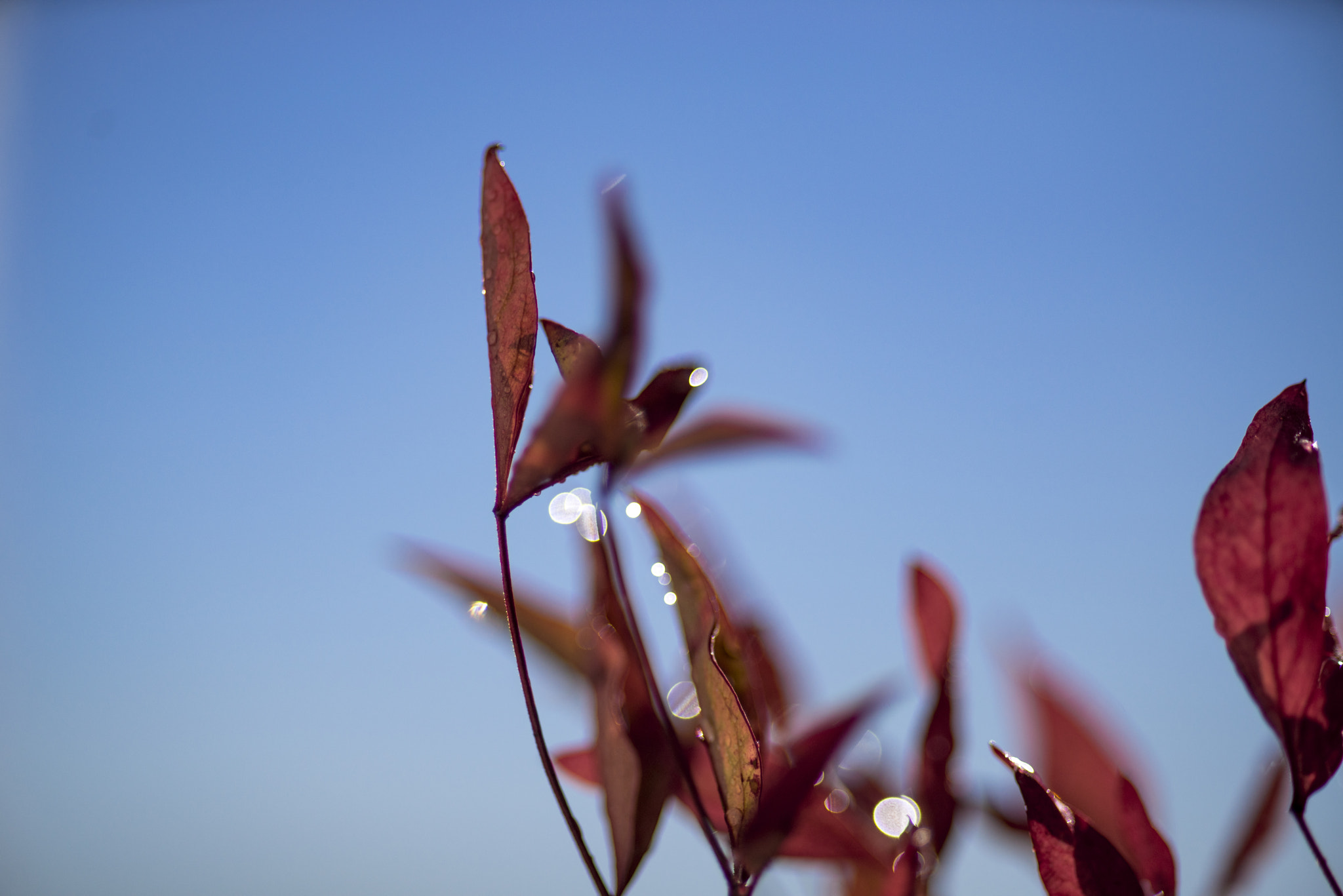 Sony a7R sample photo. Red leaves photography