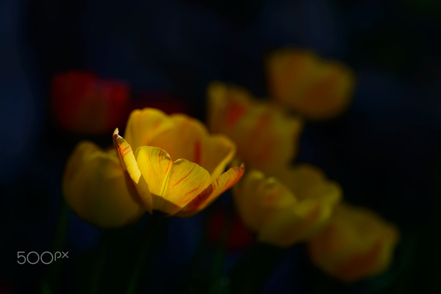 Nikon D800 sample photo. Tulips - first sliver of light. photography