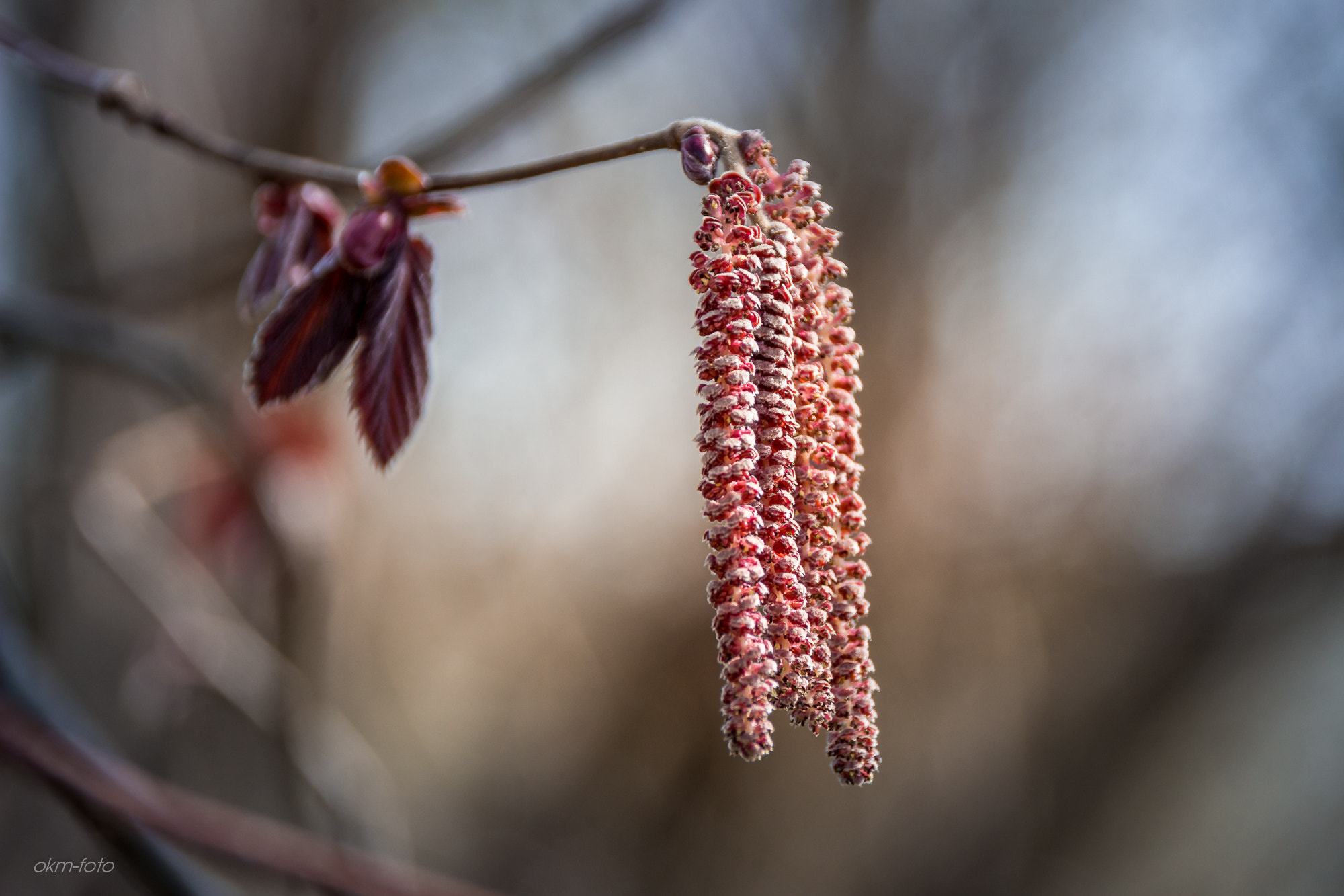 Canon EOS 700D (EOS Rebel T5i / EOS Kiss X7i) sample photo. Frühling photography