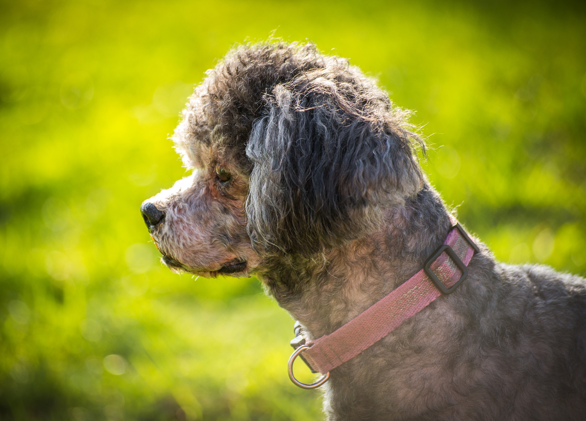 Sigma 70-300mm F4-5.6 APO DG Macro sample photo. Dog photography