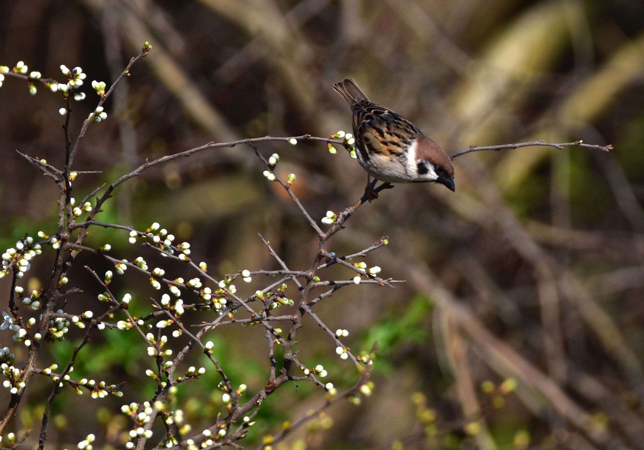 Nikon D5600 + Sigma 150-600mm F5-6.3 DG OS HSM | C sample photo. Passer montanus photography