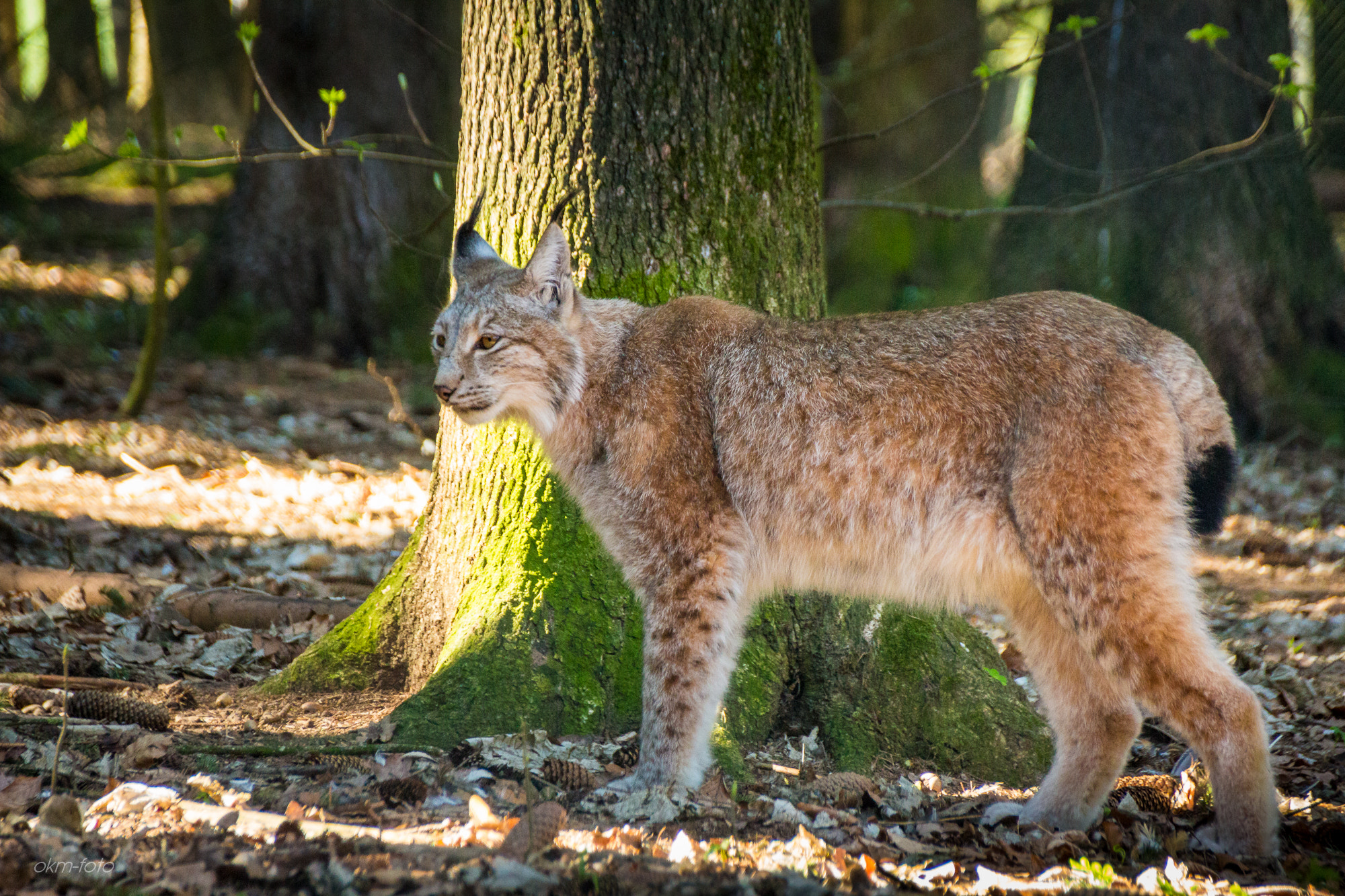 Sigma 18-250mm F3.5-6.3 DC OS HSM sample photo. Lux katze photography