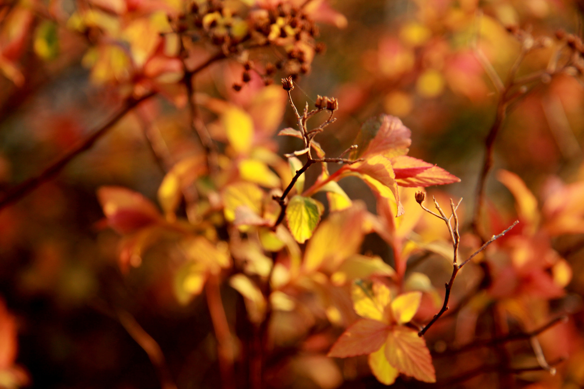 Canon EF-S 17-85mm F4-5.6 IS USM sample photo. Sunset photography