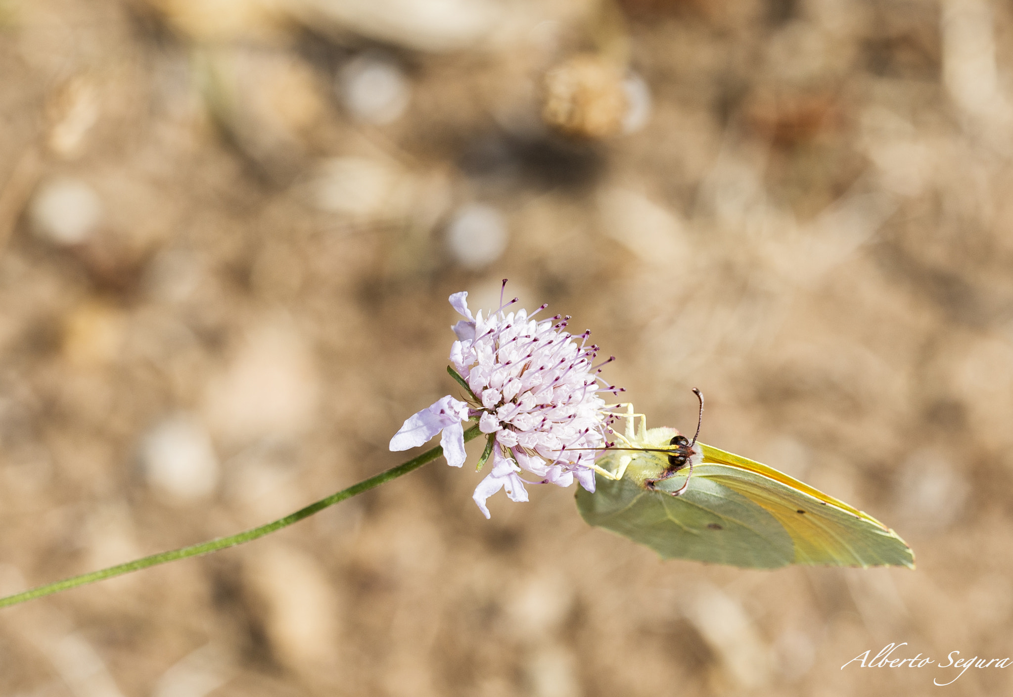 Sigma 150mm F2.8 EX DG OS Macro HSM sample photo. Lunch time photography