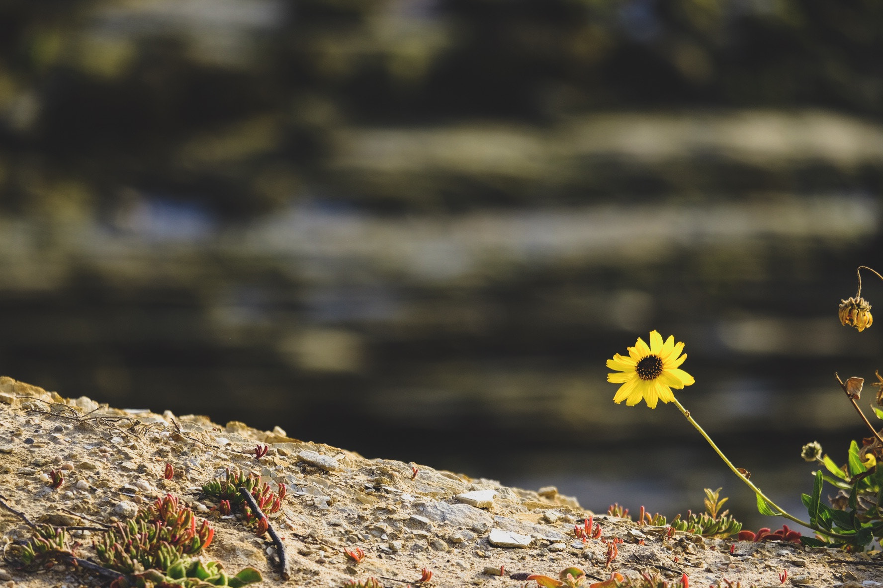 Fujifilm X-T1 + Fujifilm XC 50-230mm F4.5-6.7 OIS II sample photo