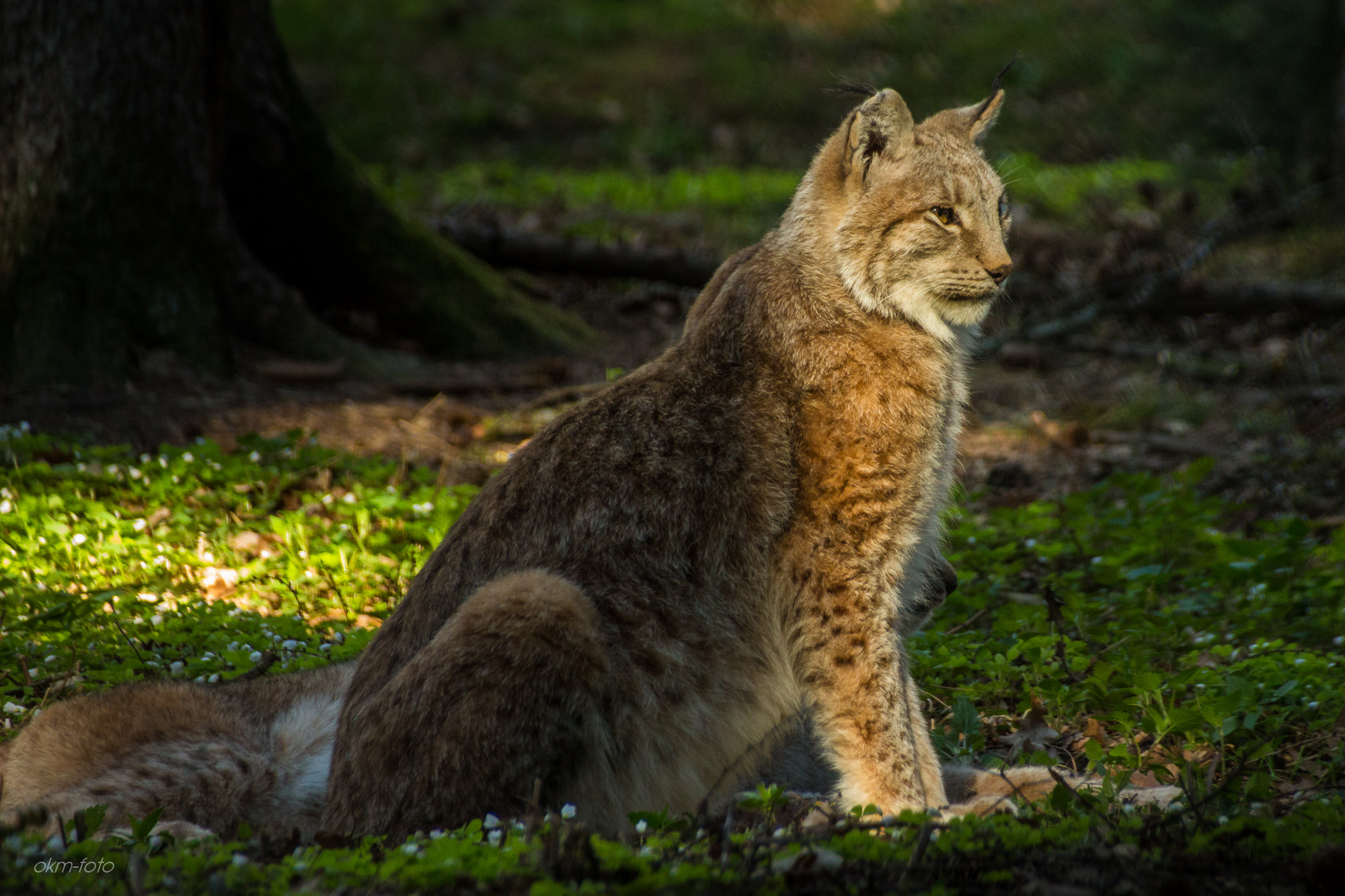 Sigma 18-250mm F3.5-6.3 DC OS HSM sample photo. Wild lux katze photography