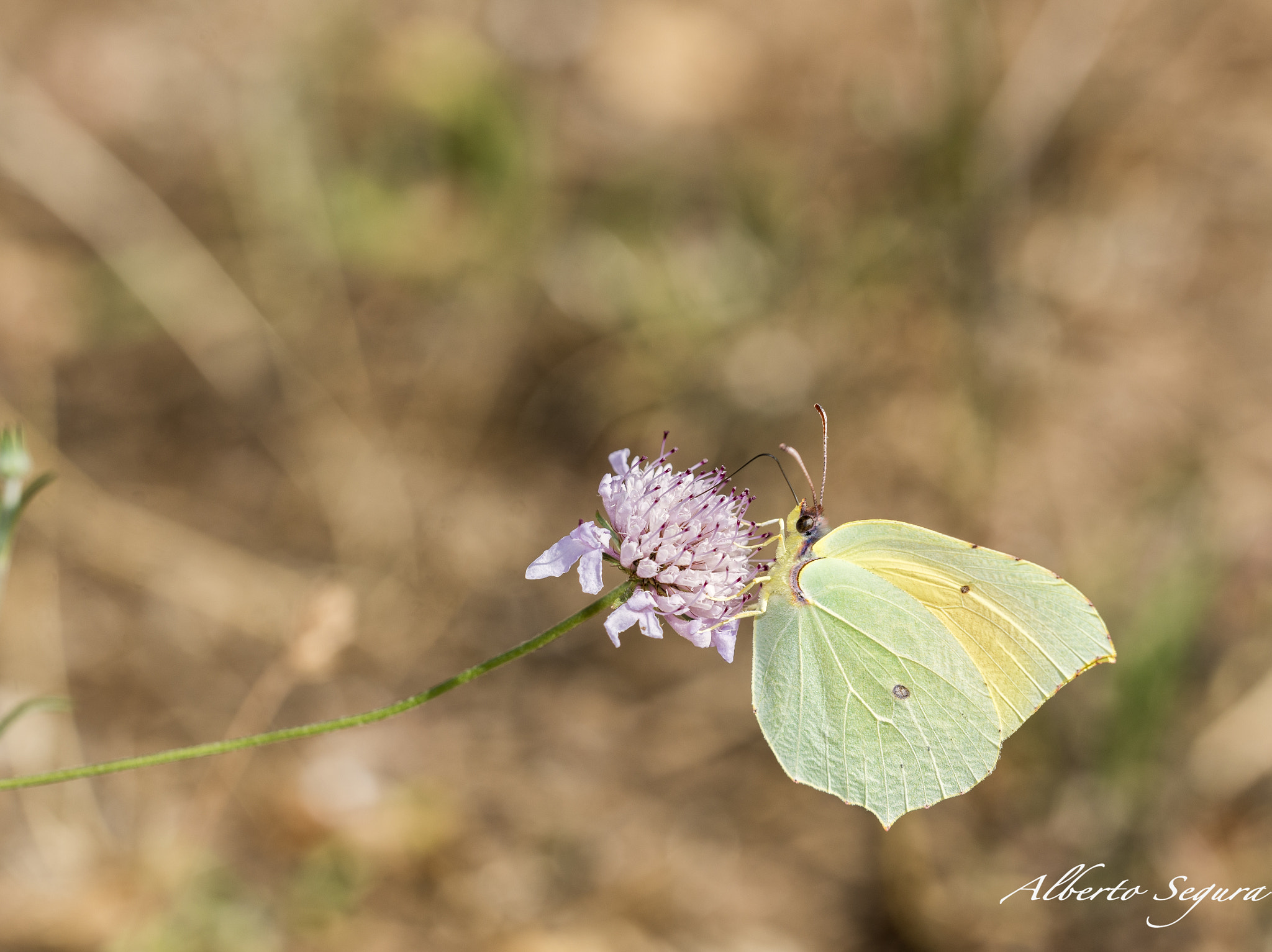 Sigma 150mm F2.8 EX DG OS Macro HSM sample photo. Mariposa photography
