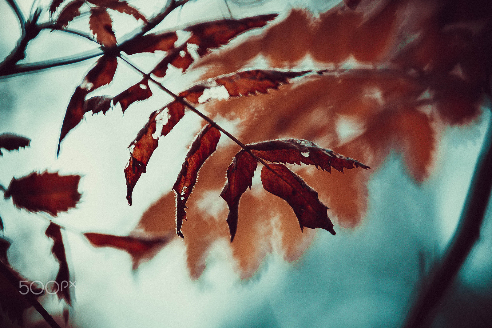 Canon EOS 60D sample photo. Rowanberries leaves photography