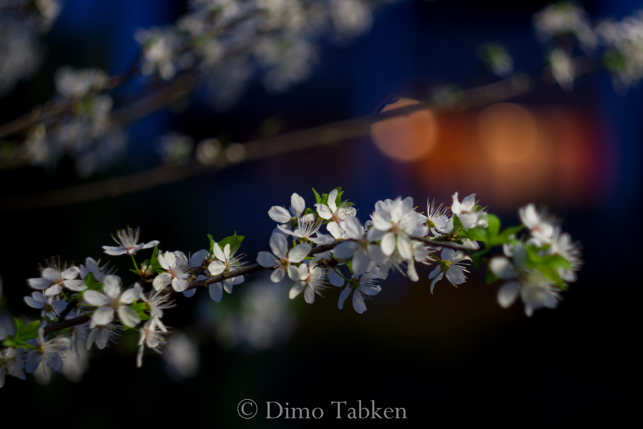 Canon EF 35-80mm f/4-5.6 sample photo. The magic of old lenses helios 44-2 photography