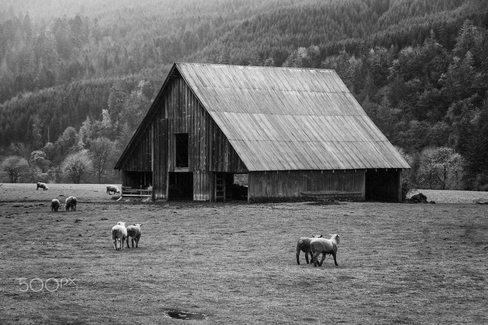 Pentax K-3 sample photo. Elkton sheep photography