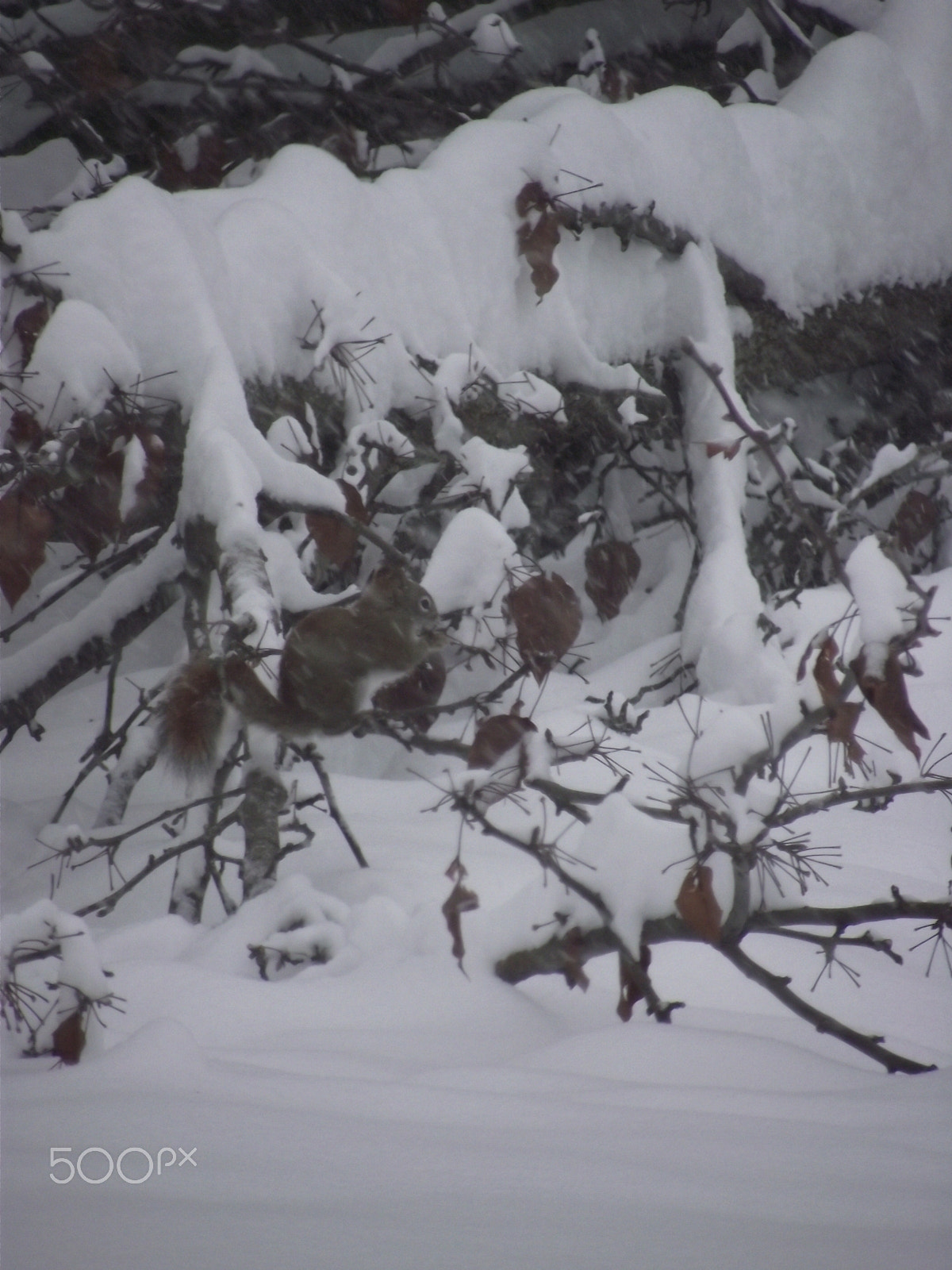 FujiFilm FinePix S1800 (FinePix S1880) sample photo. Squirrel eating in snow photography