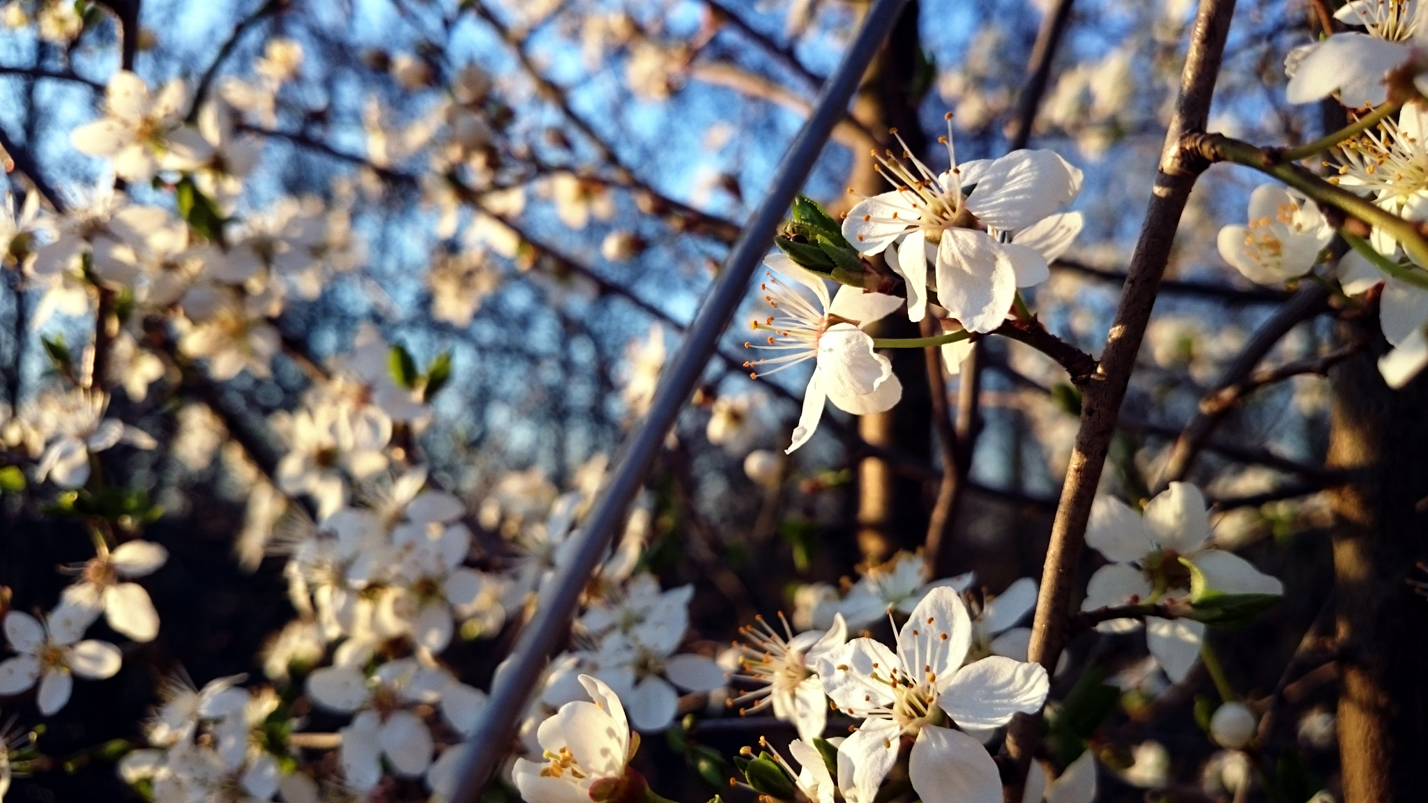 Sony Xperia Z1 Compact sample photo. Flowers in spring time in blue sky photography