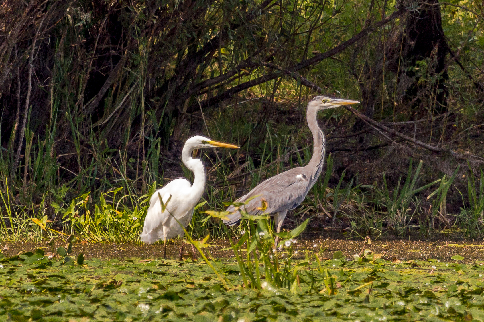 Canon EOS 60D + Canon EF 100-400mm F4.5-5.6L IS USM sample photo. Great egret - heron photography