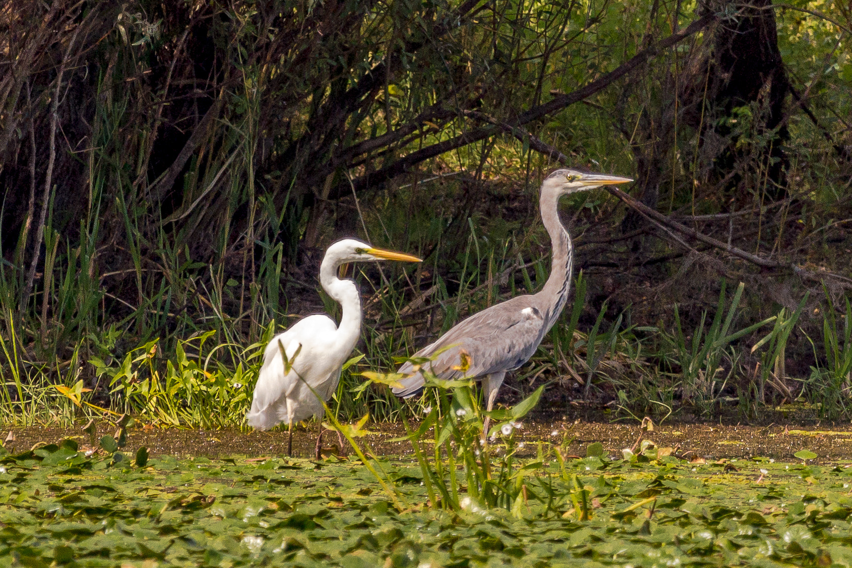 Canon EF 100-400mm F4.5-5.6L IS USM sample photo. Great egret - heron photography