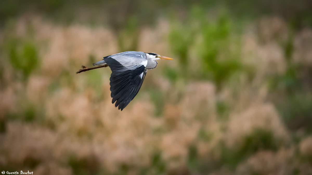 Canon EF 600mm F4L IS II USM sample photo. Héron cendré photography