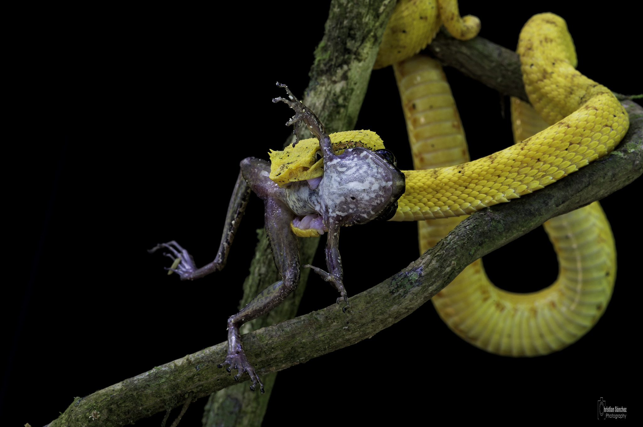 Nikon AF-S Micro-Nikkor 105mm F2.8G IF-ED VR sample photo. Eyelash viper photography