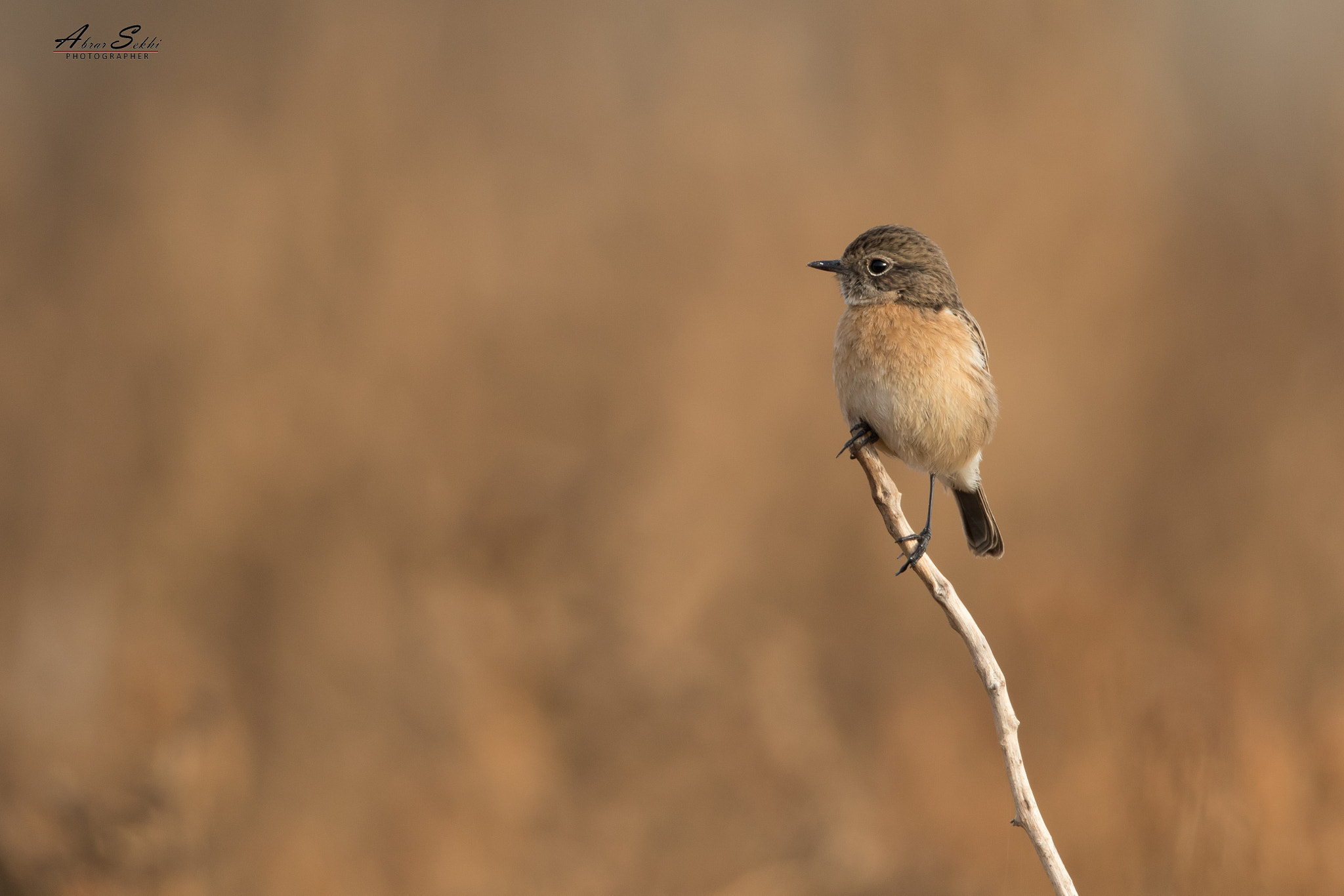 Canon EOS 7D Mark II sample photo. البريقش المطوق / european stonechat. photography