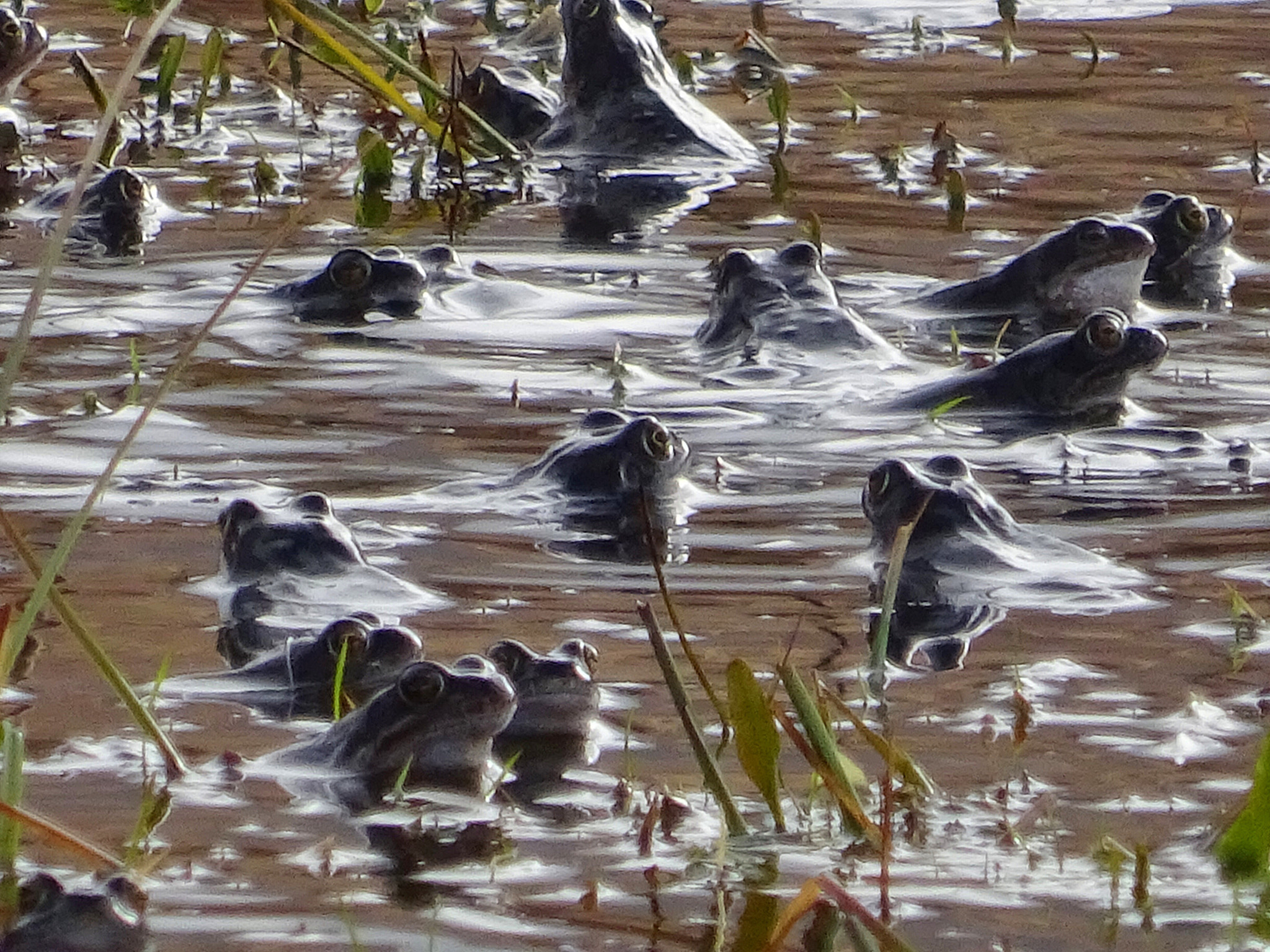 Sony Cyber-shot DSC-WX350 + Sony 25-500mm F3.5-6.5 sample photo. Frog pool. photography