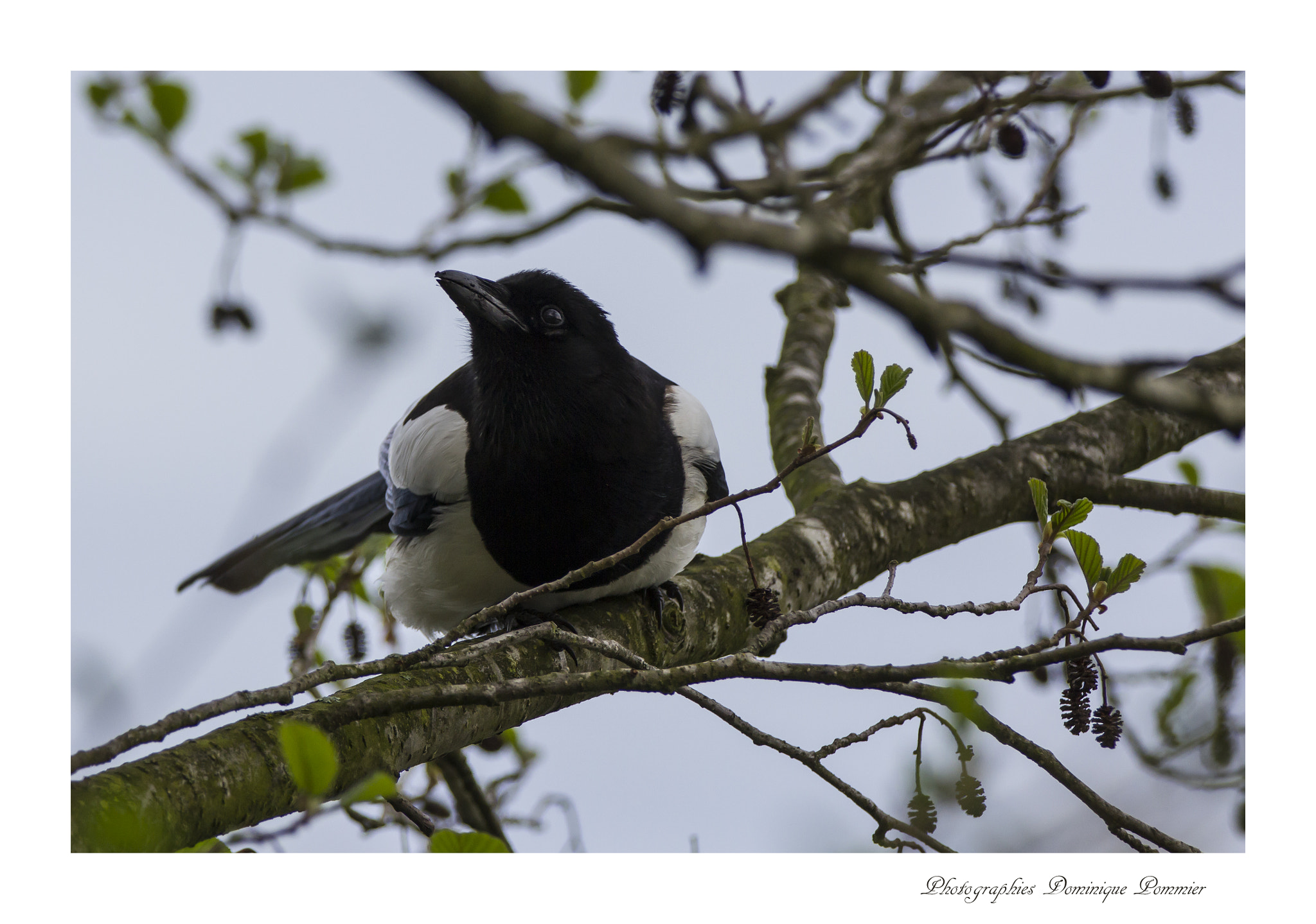 Canon EF 70-200mm F2.8L IS II USM sample photo. Pie photography