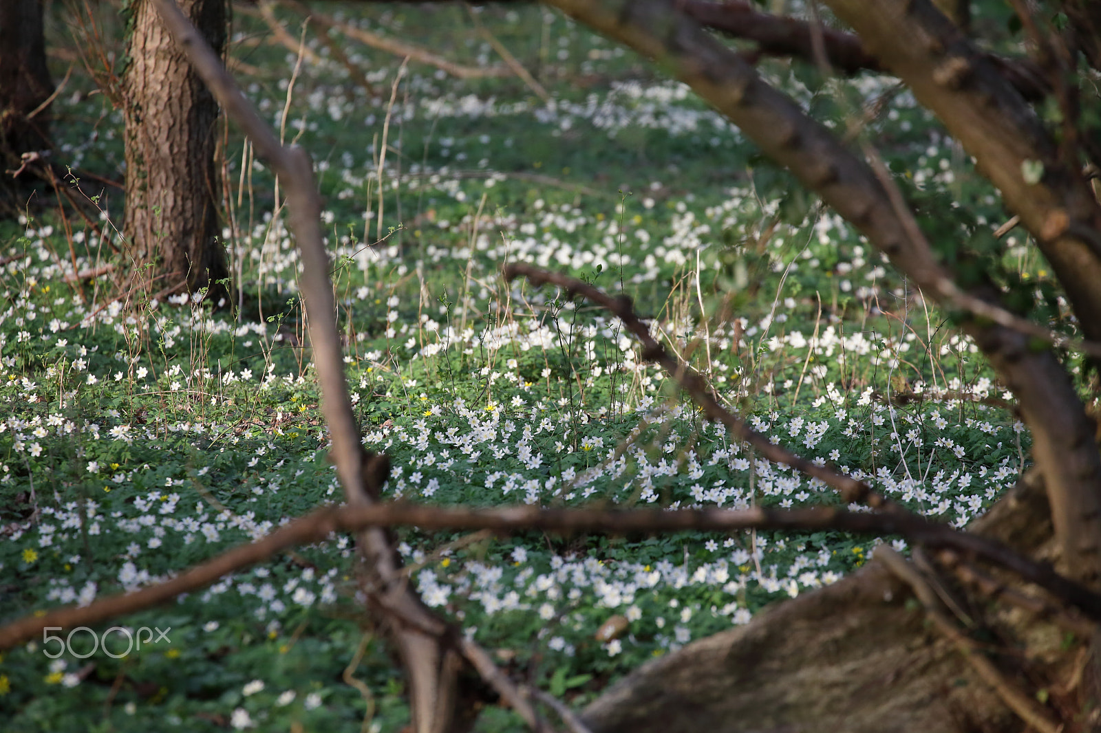 Canon EF 70-300mm F4-5.6L IS USM sample photo. Springtime photography