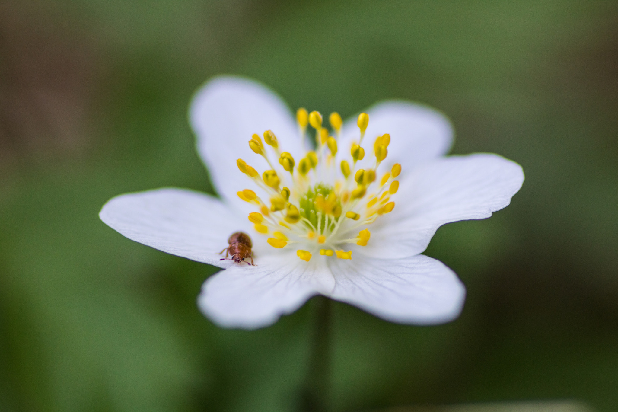 Canon EOS 750D (EOS Rebel T6i / EOS Kiss X8i) + Tamron SP AF 90mm F2.8 Di Macro sample photo. Bug on flower photography