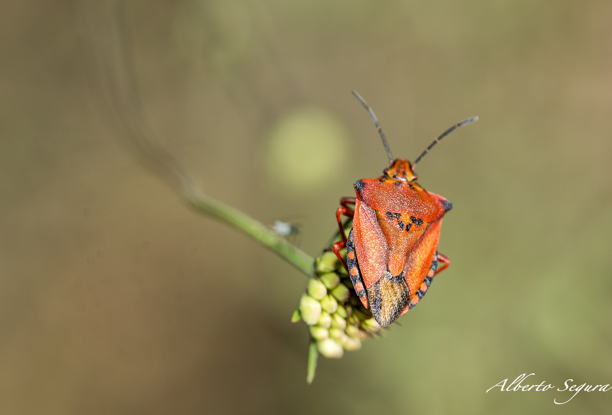 Nikon D610 + Sigma 150mm F2.8 EX DG OS Macro HSM sample photo. Chinche photography