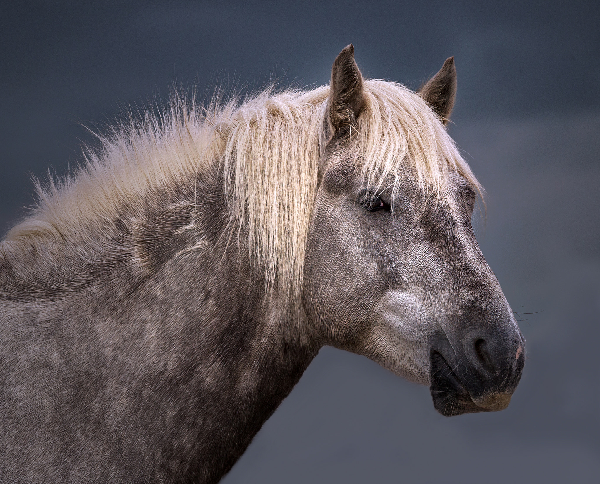 Canon EOS-1D X sample photo. Real poser .... photography
