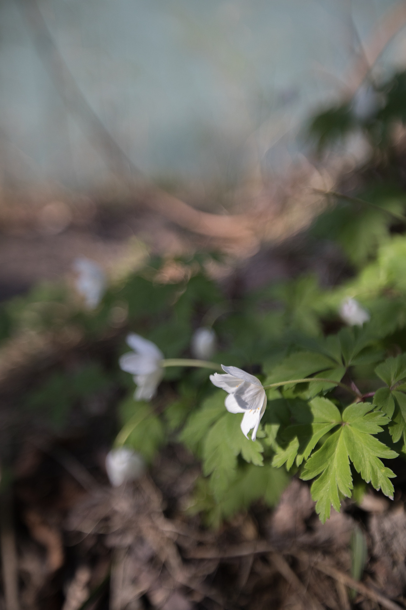Canon EF 16-35mm F2.8L II USM sample photo. Spring awakening iv photography