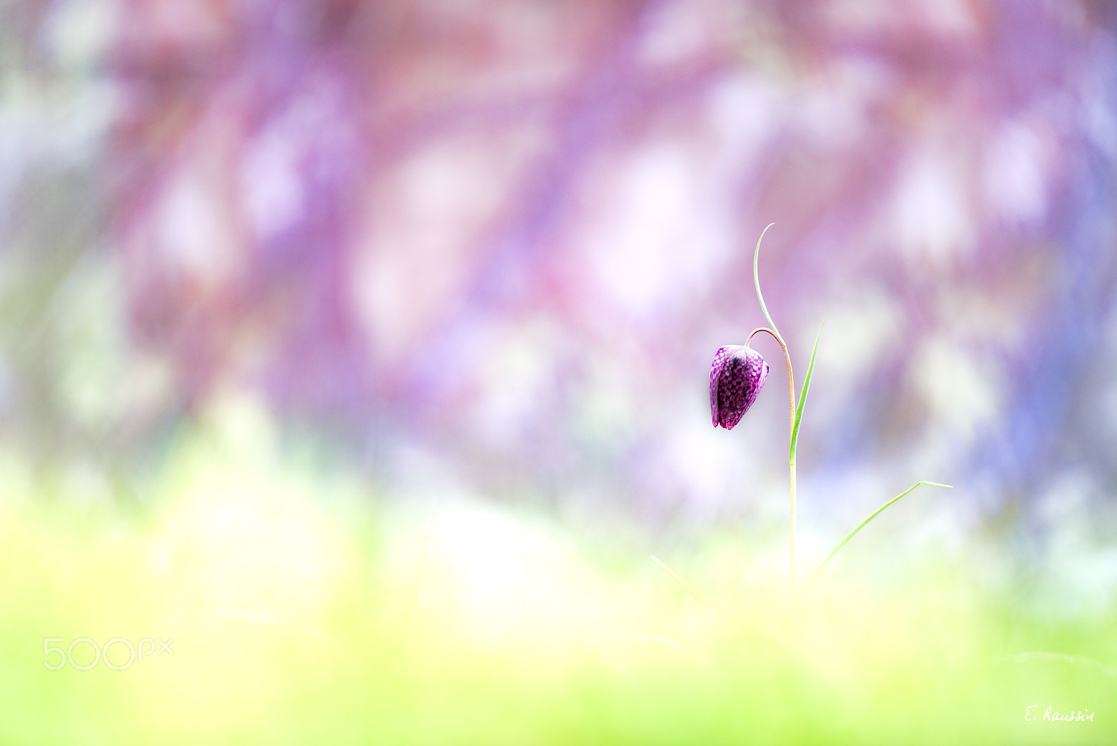 Nikon D810 sample photo. Fritillaire pintade (fritillaria meleagris). photography