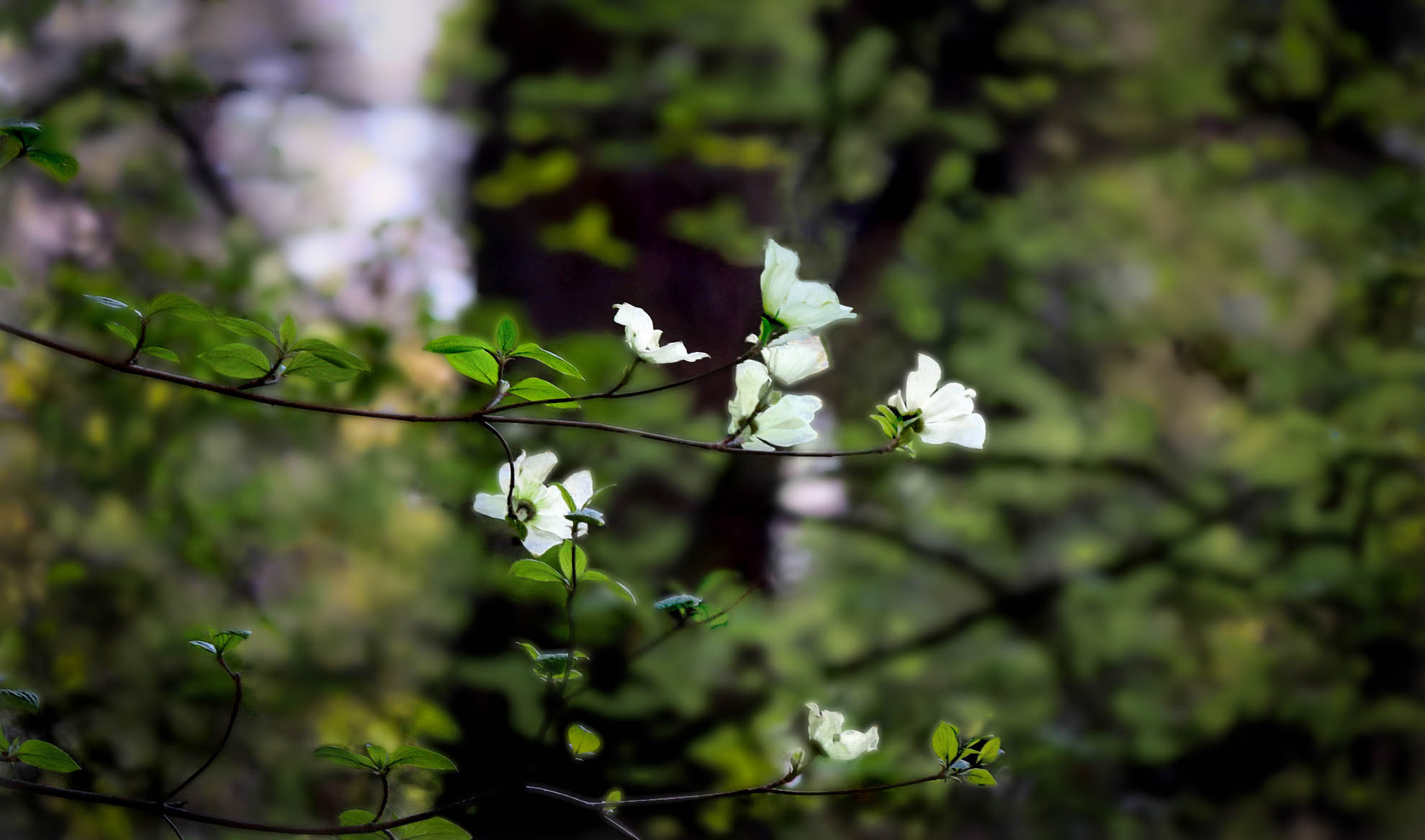 Canon EF-S 55-250mm F4-5.6 IS II sample photo. April's bloom photography