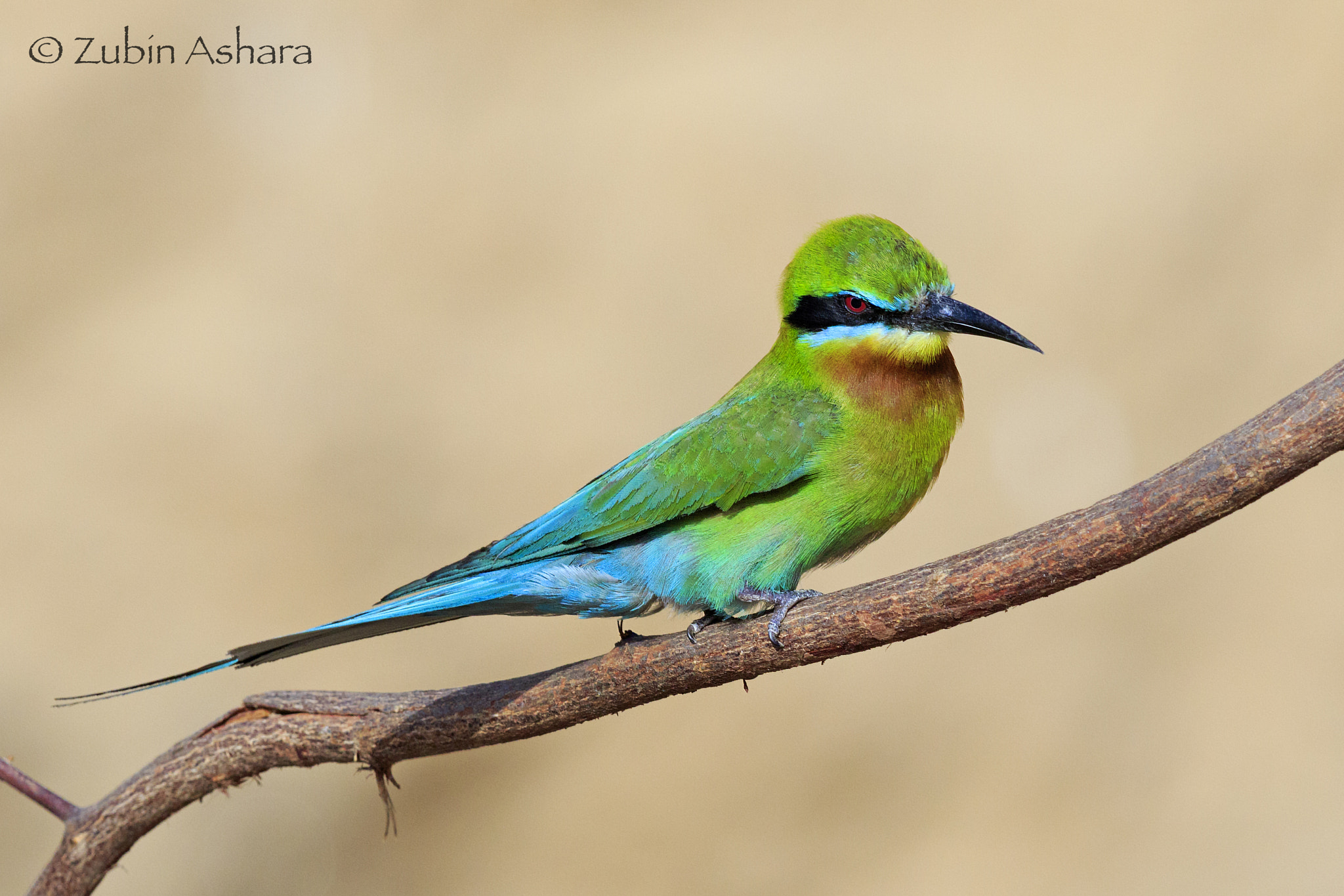 Canon EOS 7D Mark II + Canon EF 600mm F4L IS II USM sample photo. Blue-tailed bee-eater photography