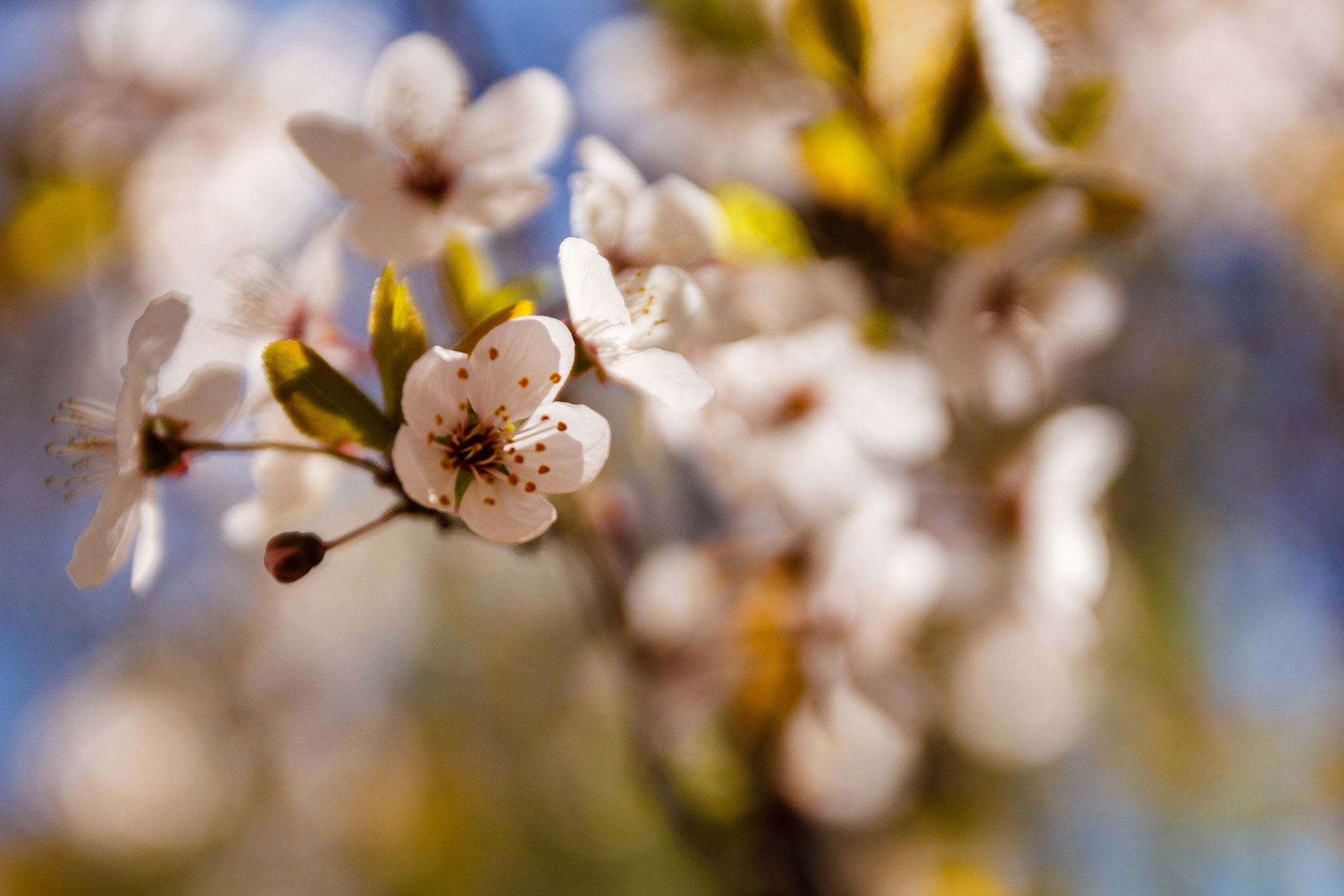 Canon EF-S 17-55mm F2.8 IS USM sample photo. Spring photography