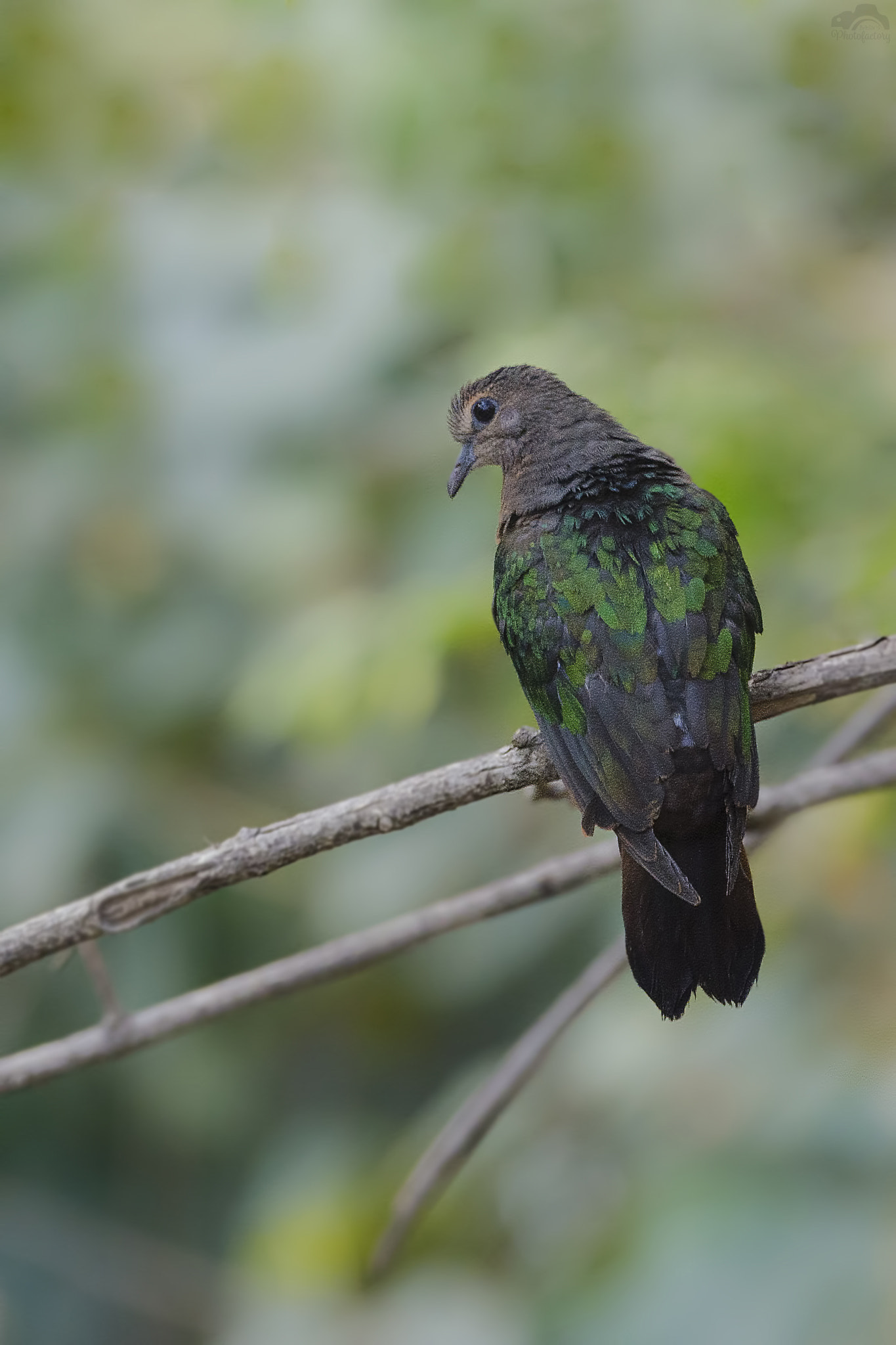 Nikon D7000 + Sigma 150-600mm F5-6.3 DG OS HSM | C sample photo. Emerald dove photography