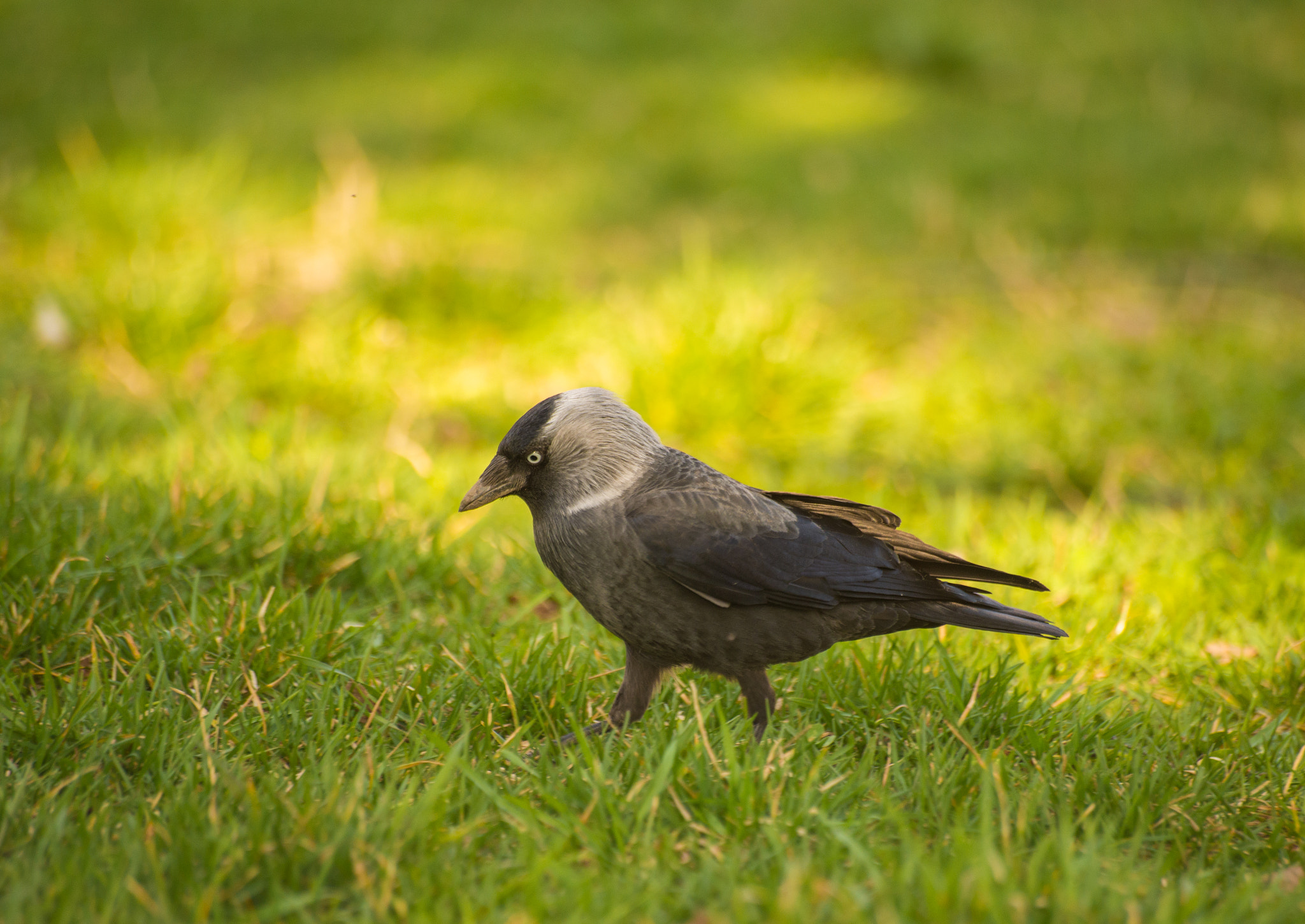 Sigma 70-300mm F4-5.6 APO DG Macro sample photo. Crow photography