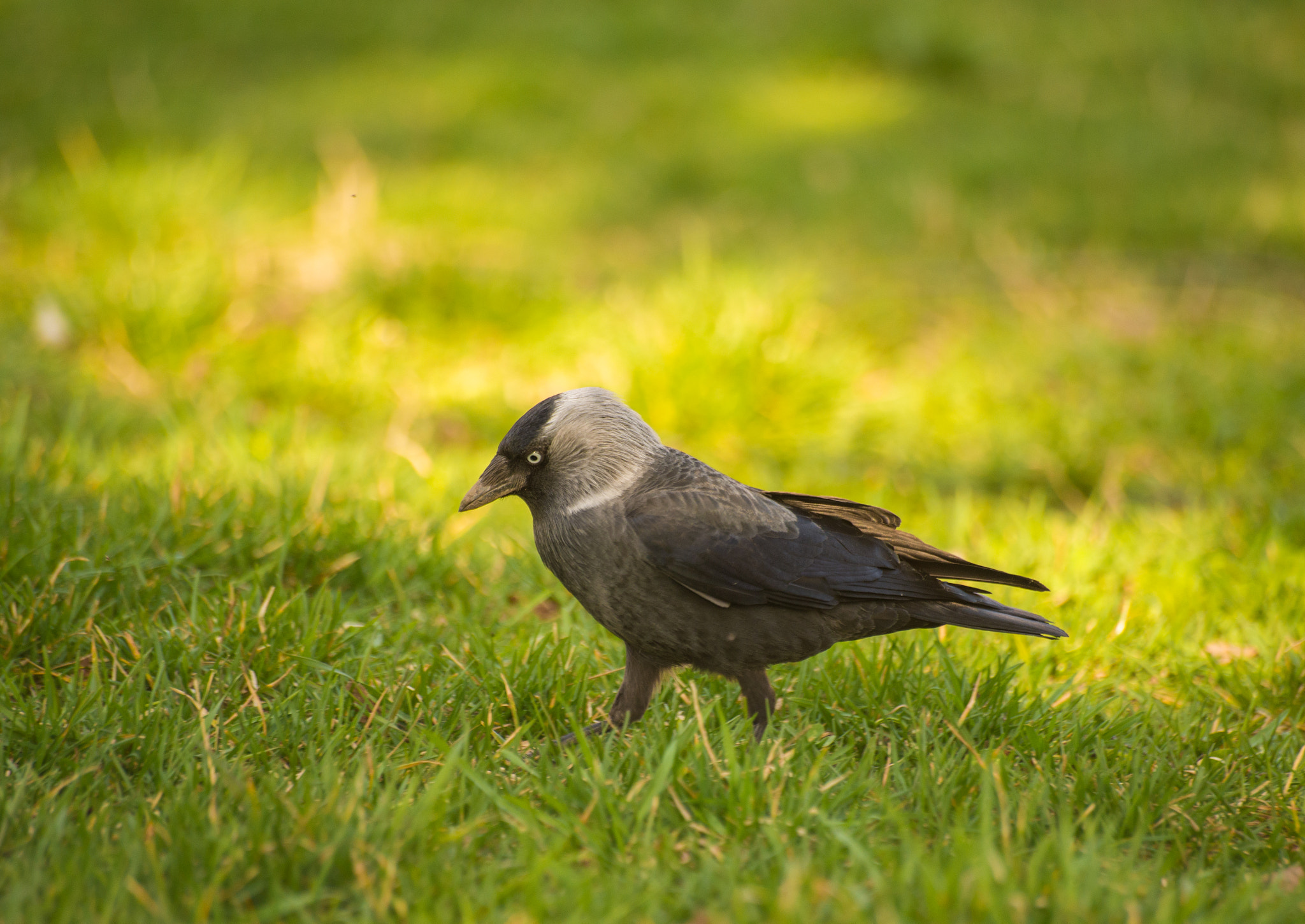 Nikon D610 + Sigma 70-300mm F4-5.6 APO DG Macro sample photo. Crow photography