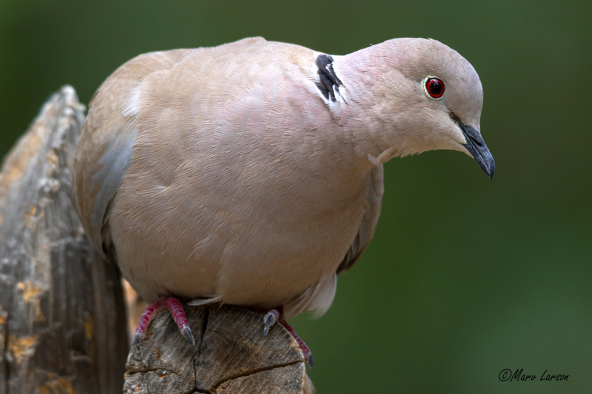 Tamron SP 150-600mm F5-6.3 Di VC USD sample photo