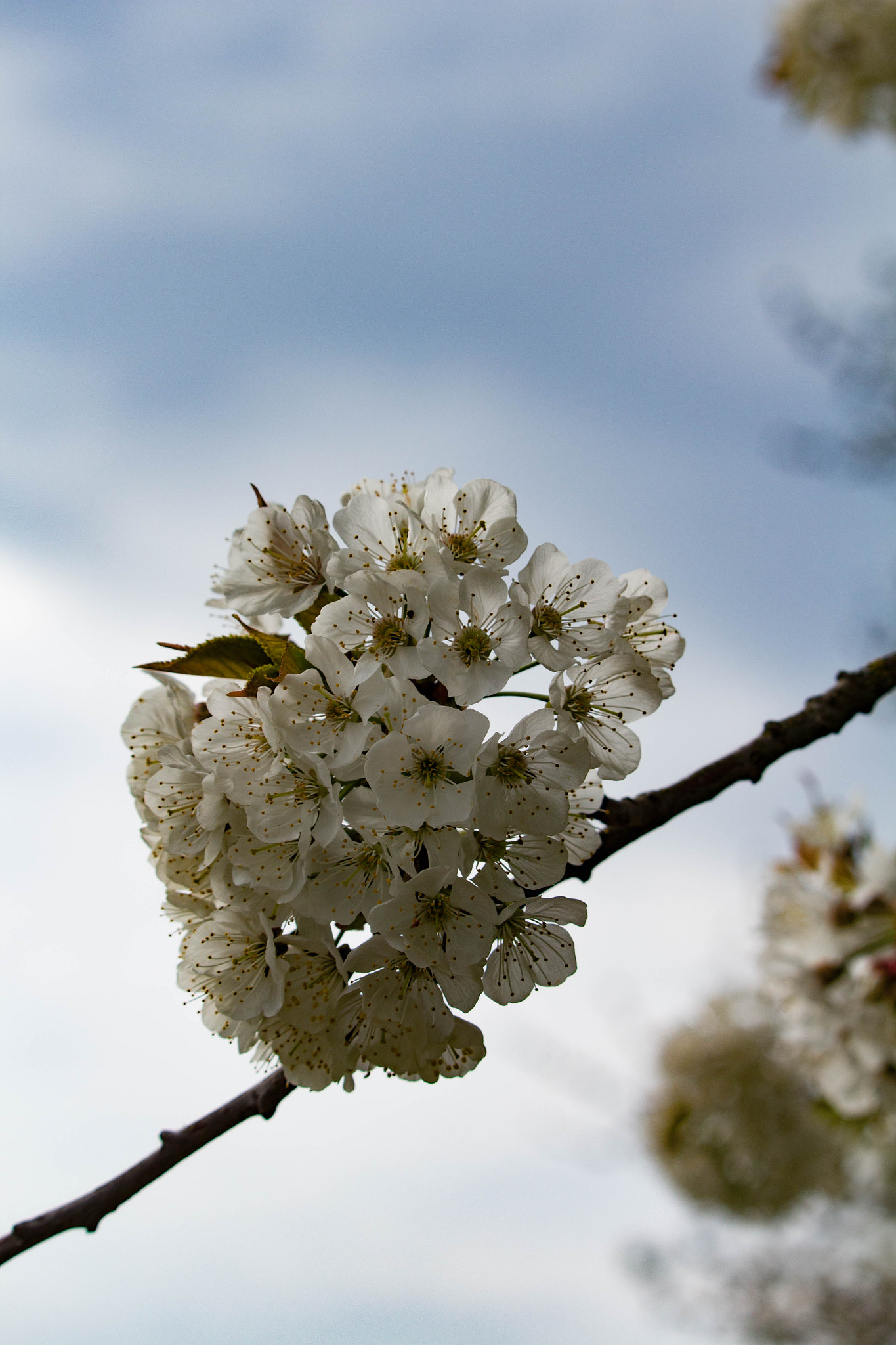 Canon EF-S 55-250mm F4-5.6 IS STM sample photo. Wochenende photography