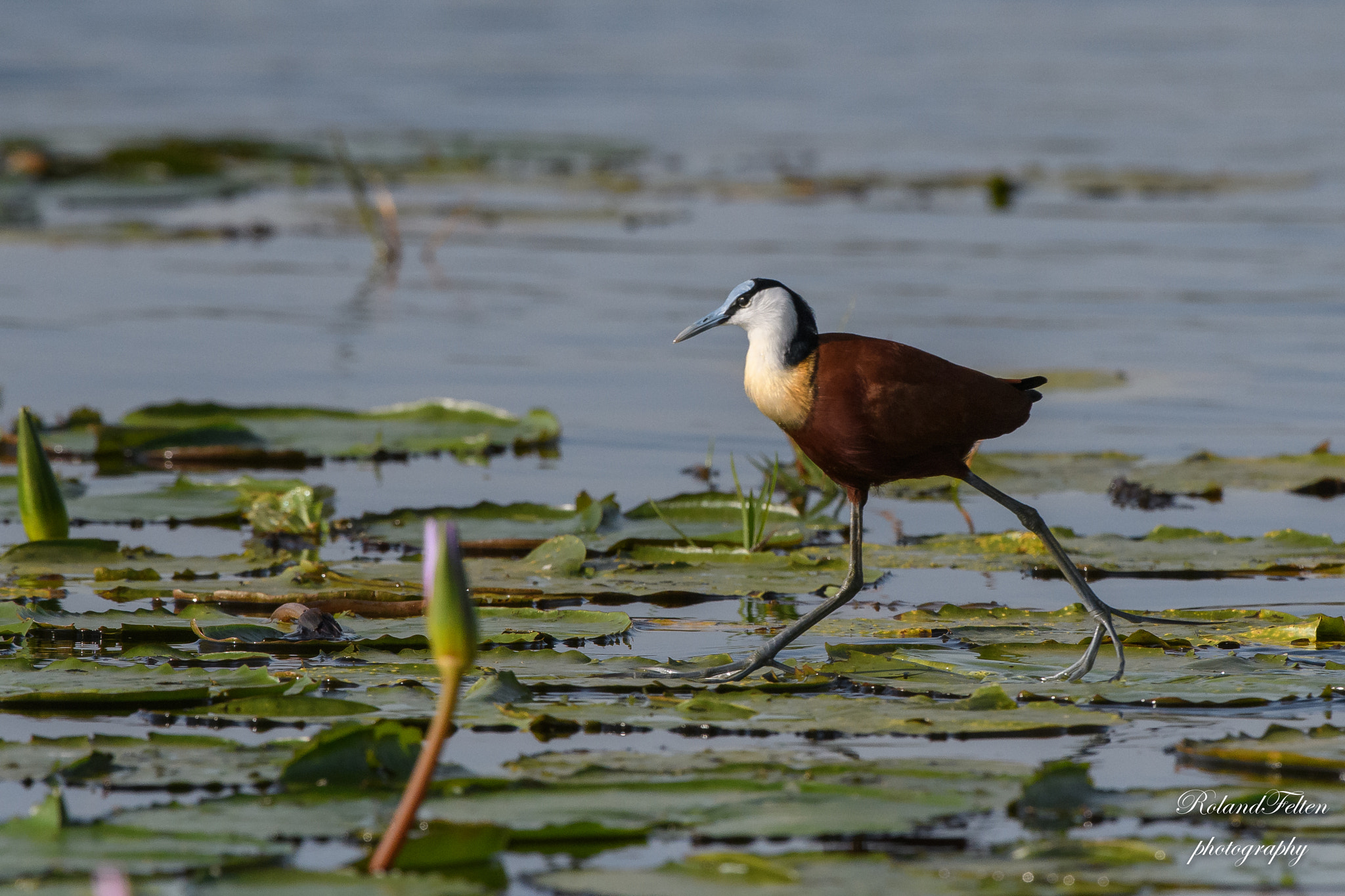 Nikon AF-S Nikkor 200-400mm F4G ED-IF VR sample photo. Walking on lily pads photography