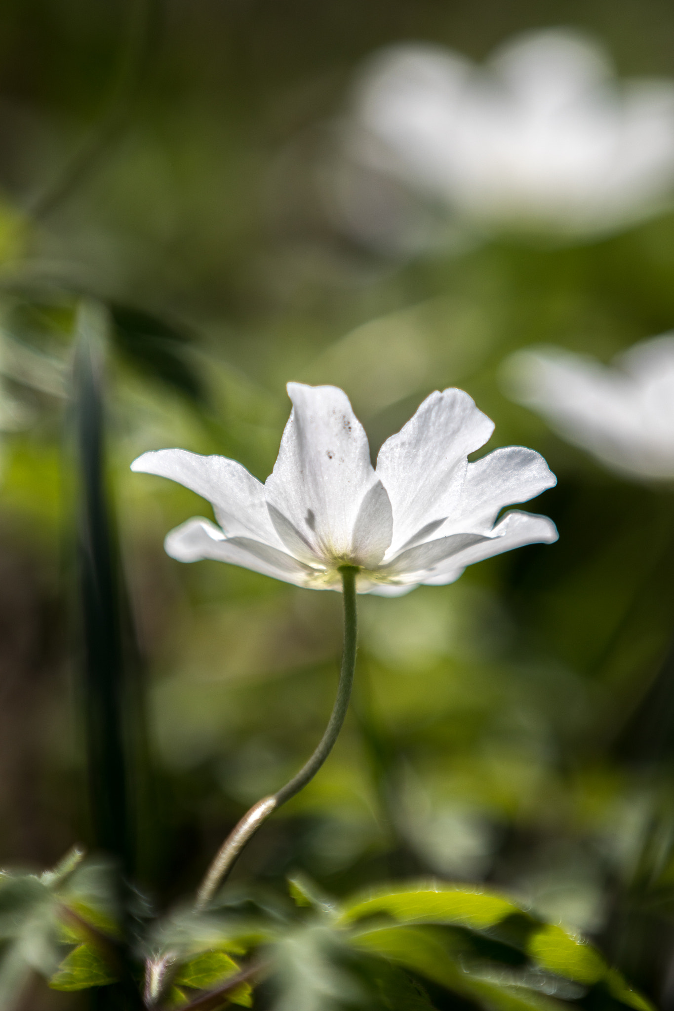 Canon EF 70-200mm F2.8L IS II USM sample photo. Spring awakening v photography