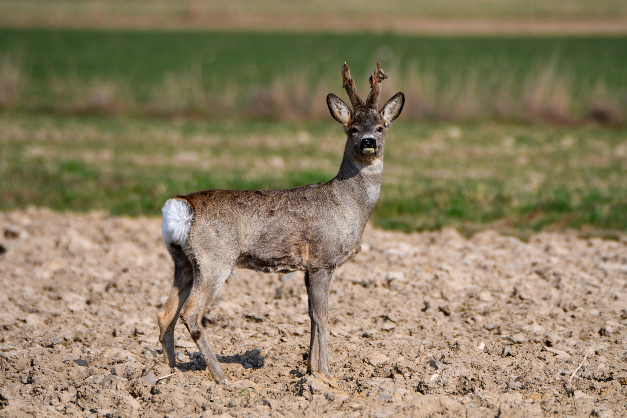 Nikon D500 sample photo. Roe deer (capreolus) photography