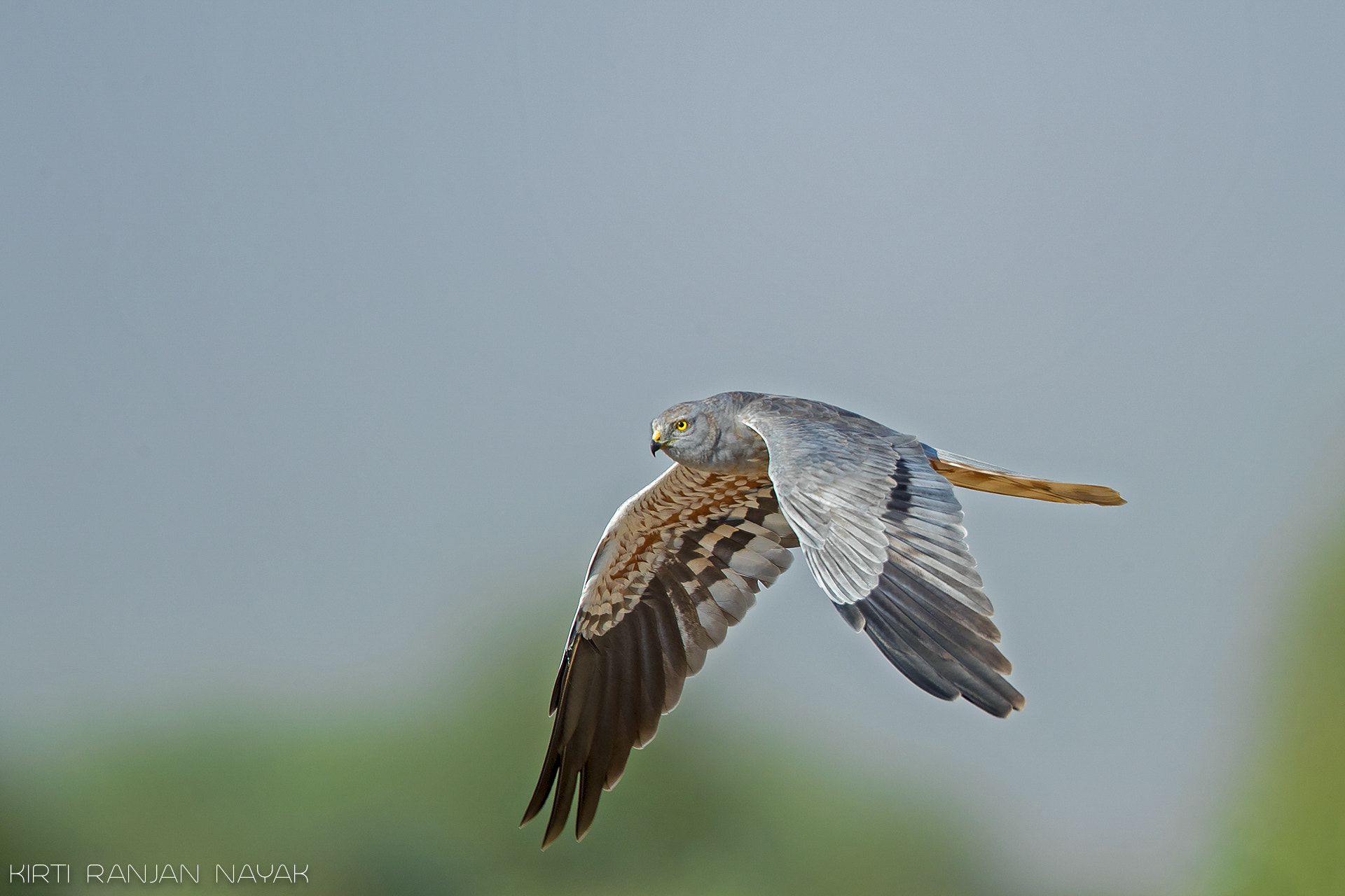 Canon EF 500mm F4L IS II USM sample photo. Spread your wings.. photography