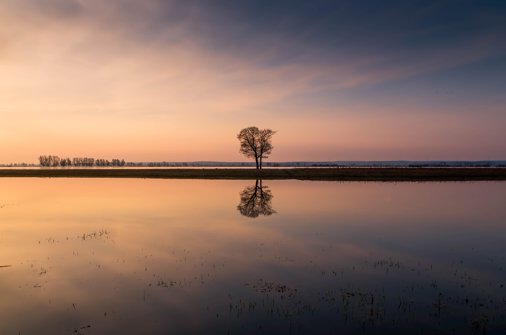 Pentax K-50 sample photo. Alone tree in morning light photography