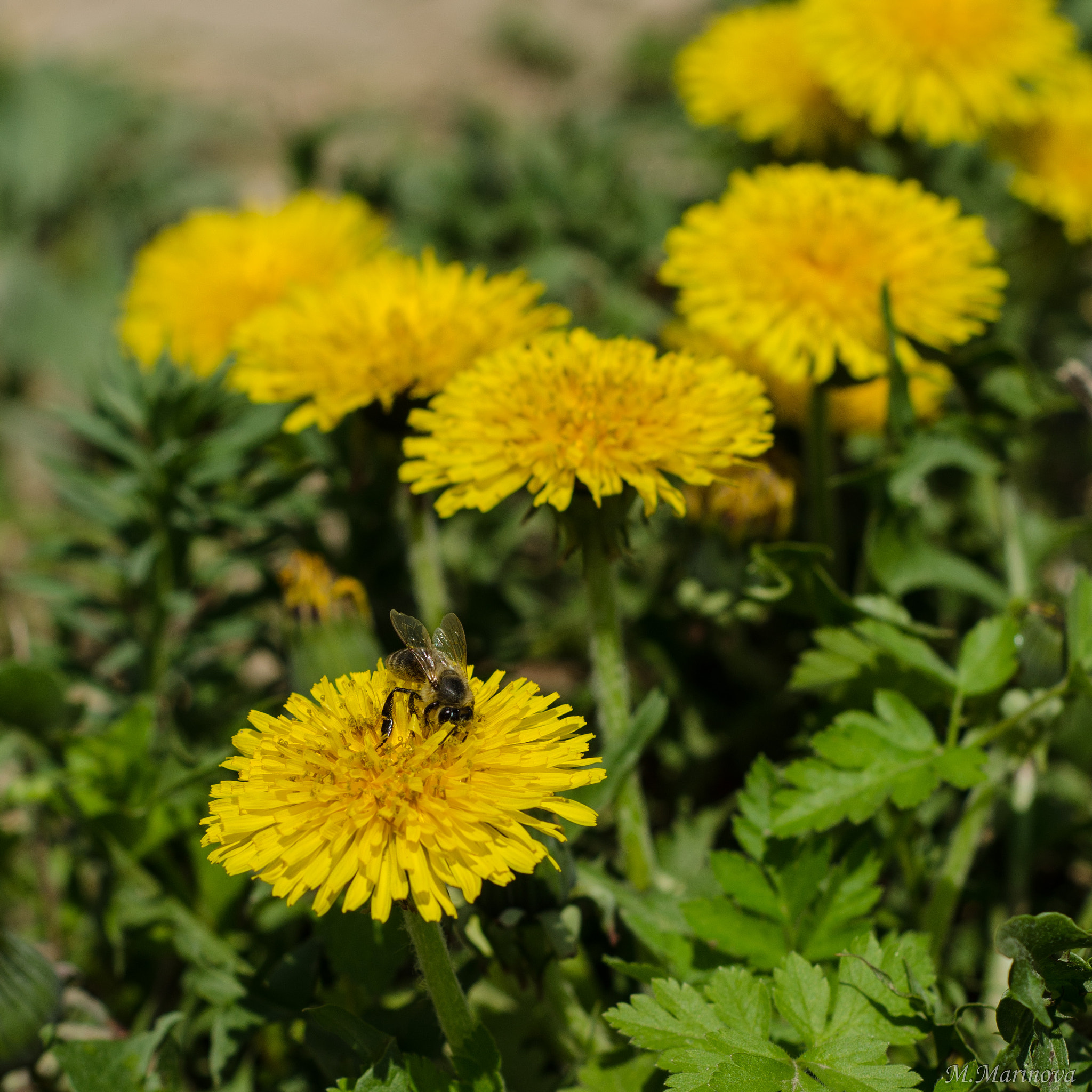 Nikon AF Nikkor 50mm F1.8D sample photo. Mmp photography