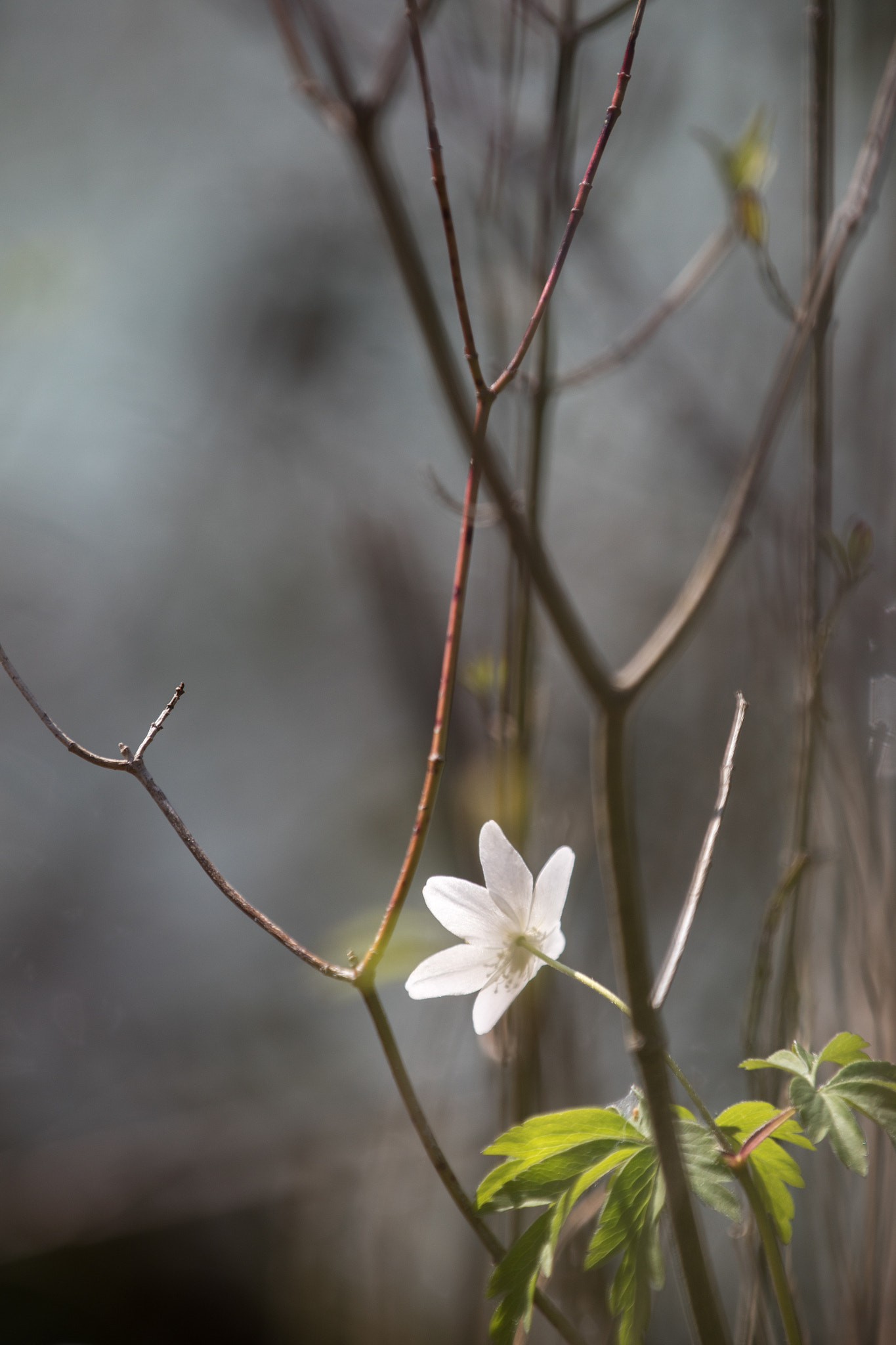 Canon EF 70-200mm F2.8L IS II USM sample photo. Spring awakening vi photography