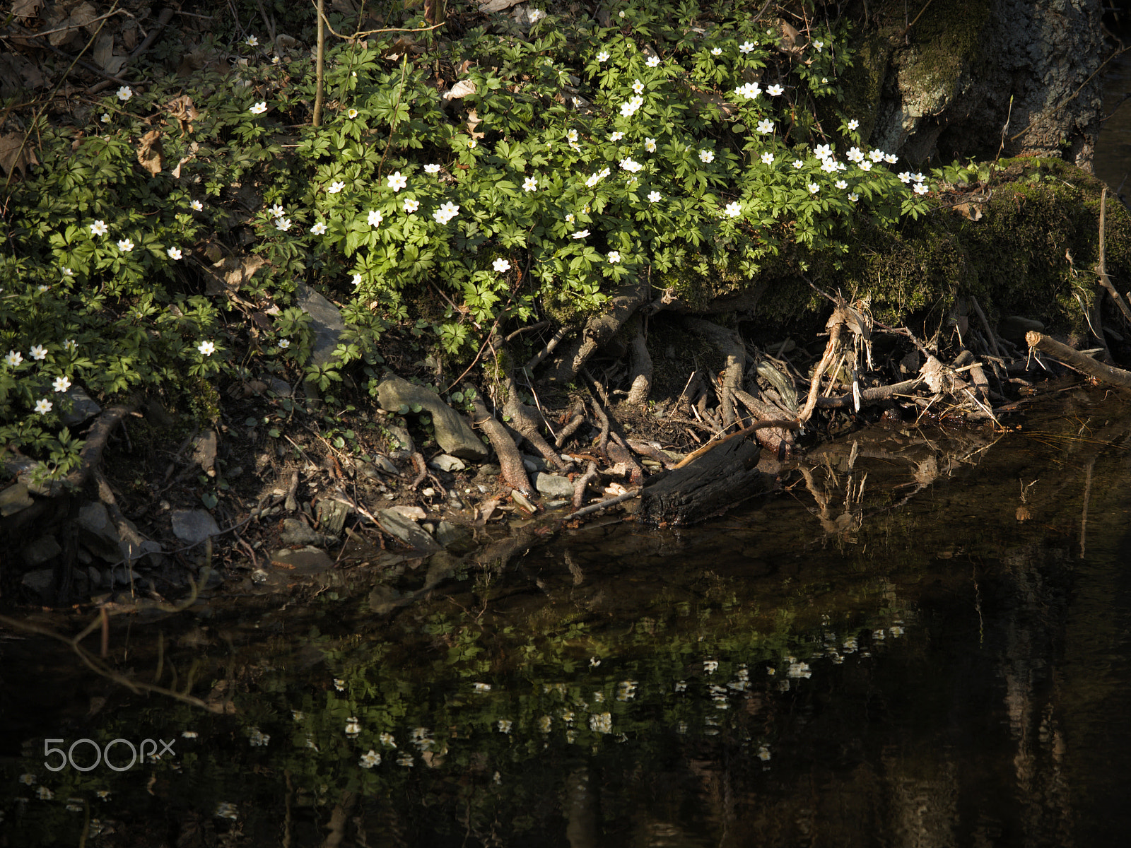 Canon EF-S 55-250mm F4-5.6 IS STM sample photo. The anemone in the water photography