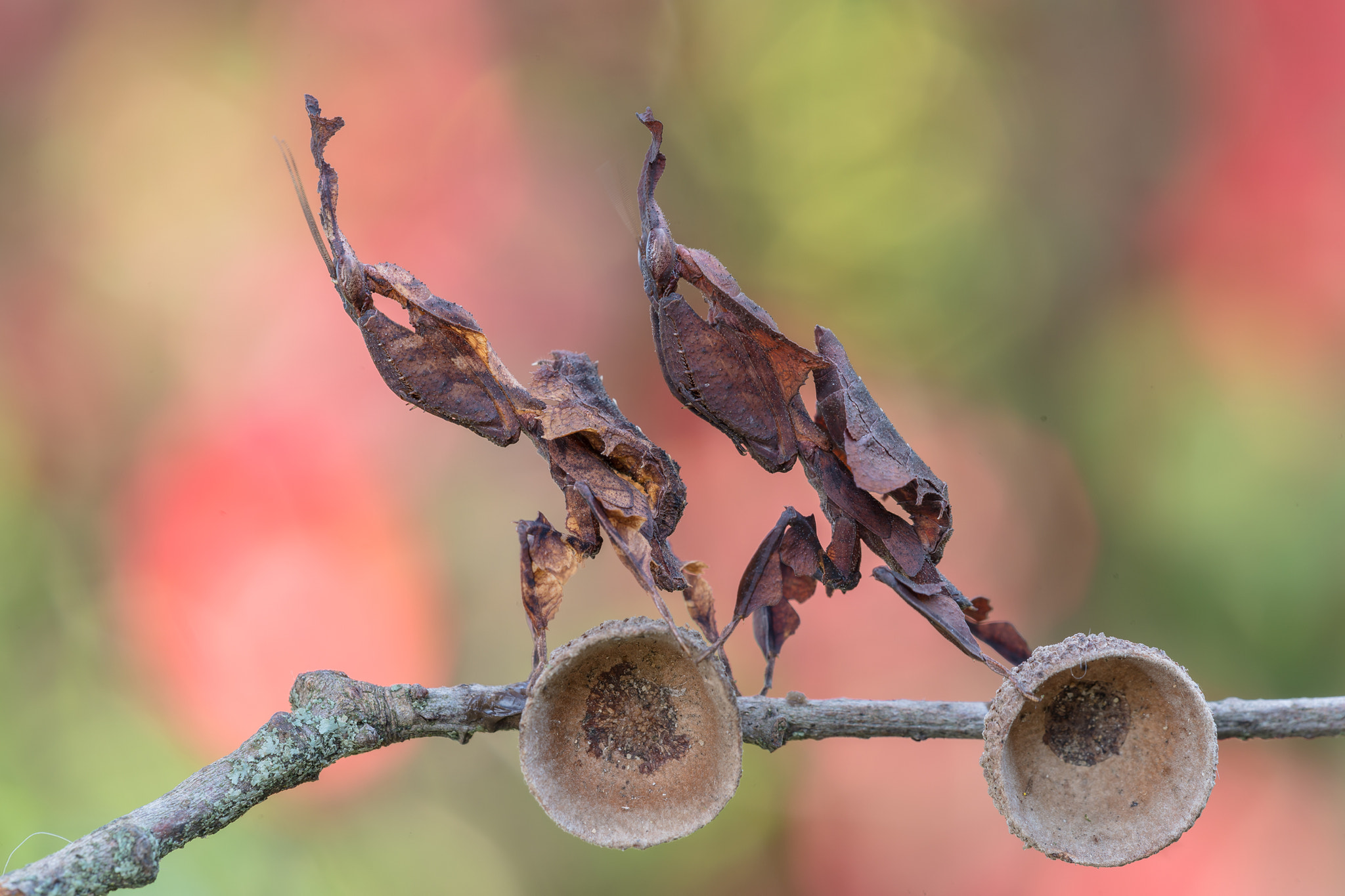 Sigma 150mm F2.8 EX DG Macro HSM sample photo. Tandem photography